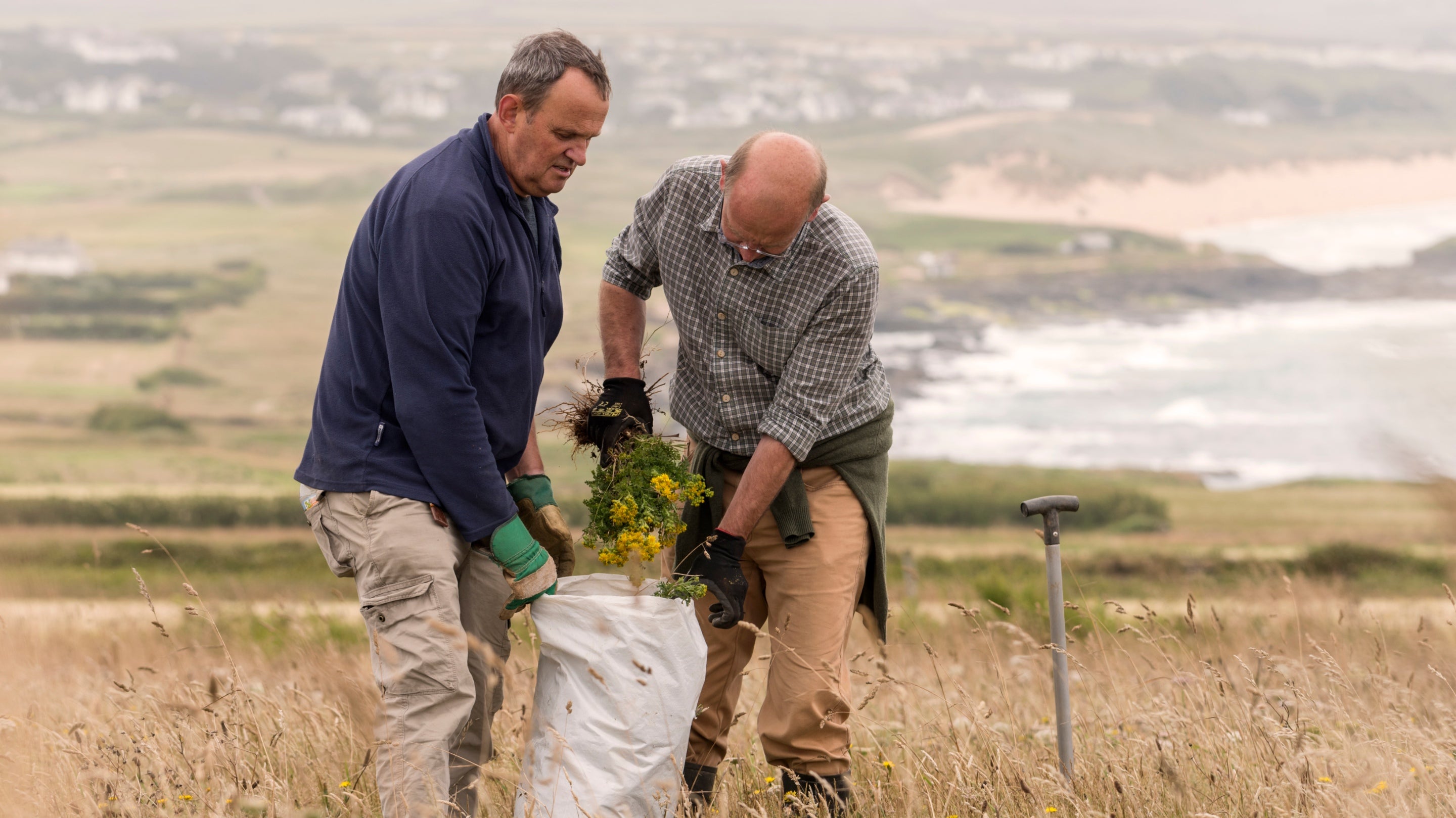 National Trust staff pulling ragwort on a volunteering day at Trevose Head, North Cornwall