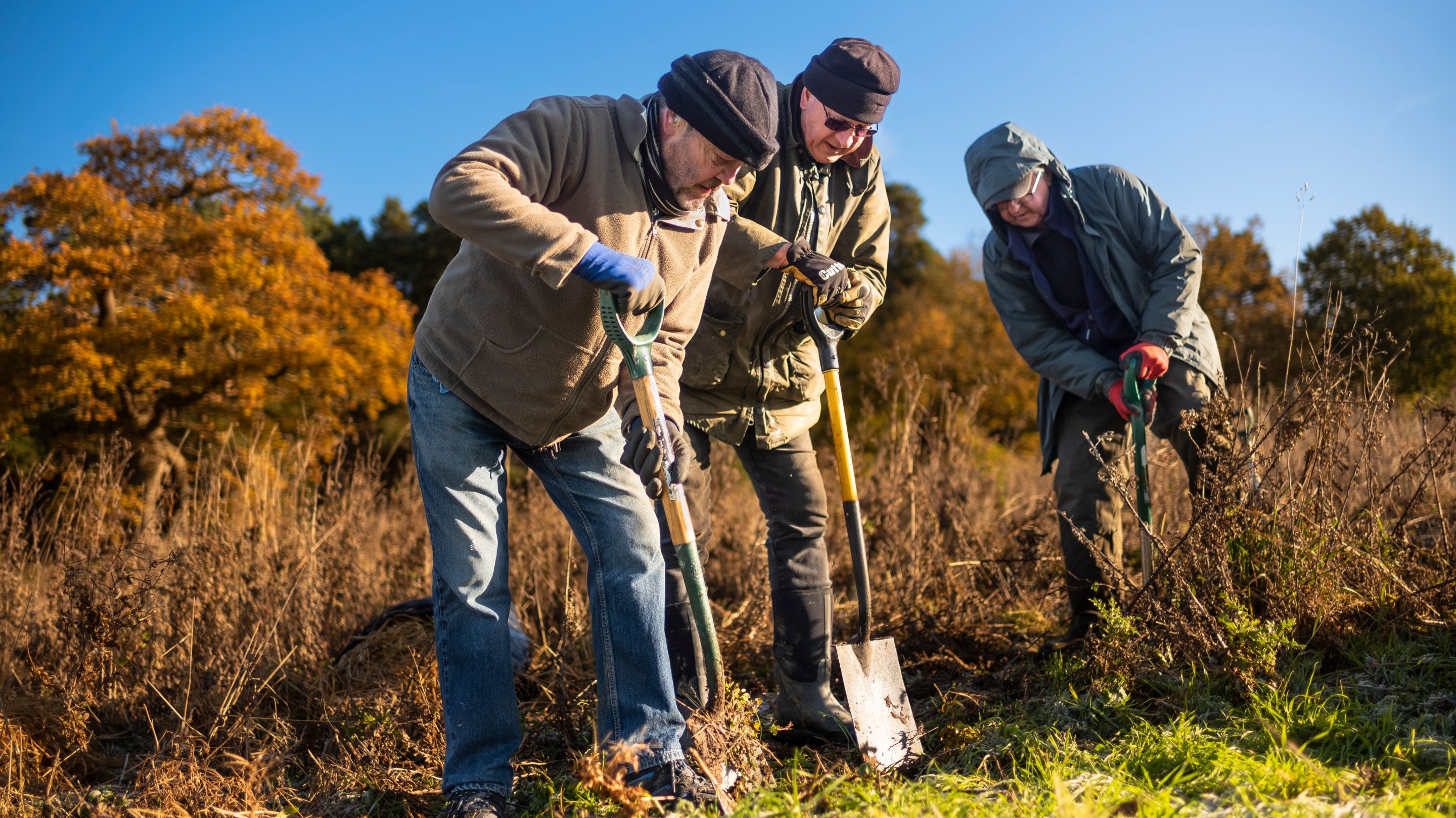 Volunteers digging holes for tree planting in the autumn at Oxburgh Hall, Norfolk