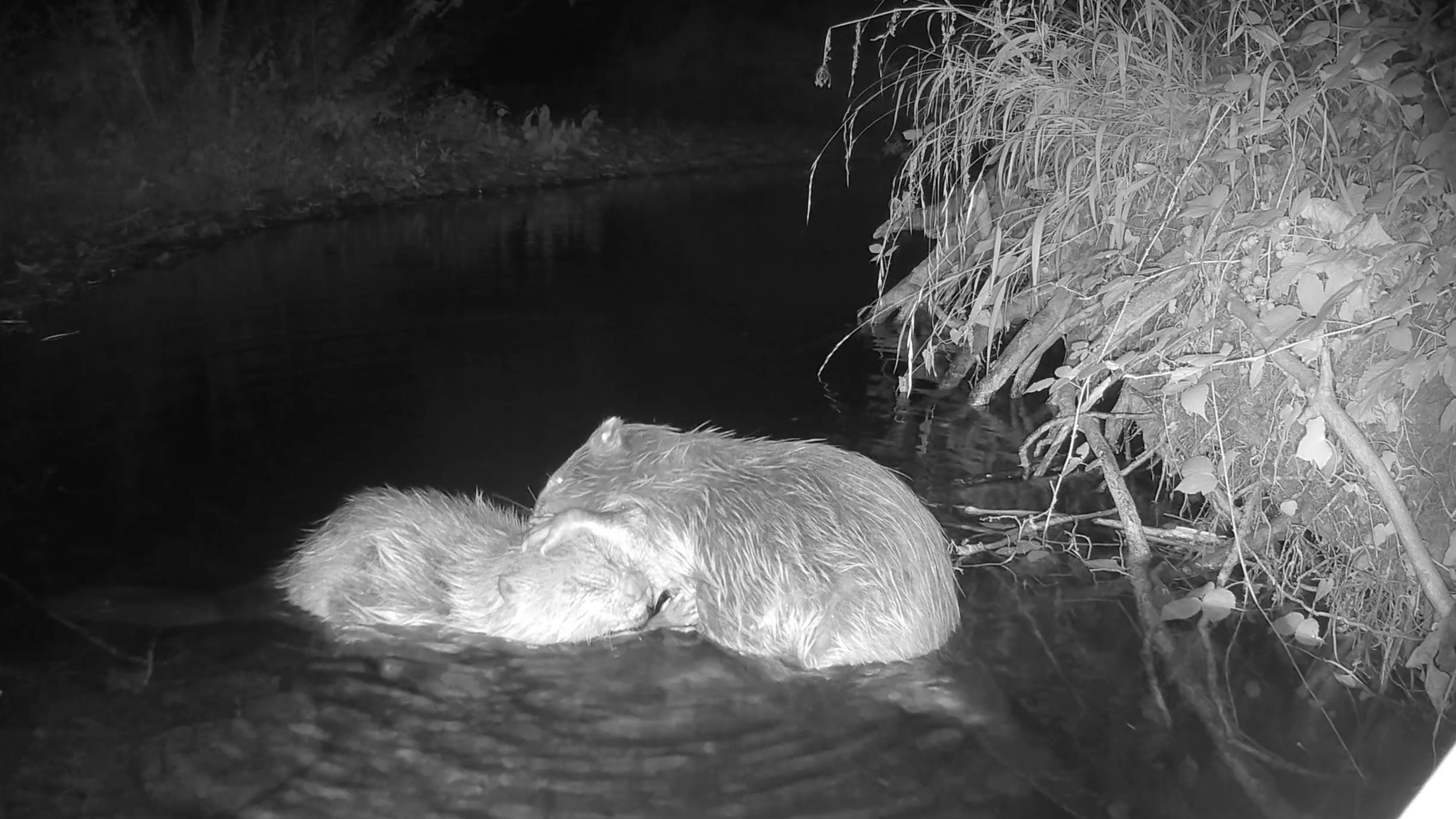 Night camera footage shows two beavers grooming each other
