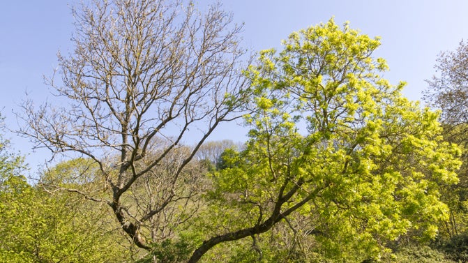 A tree in summer with two main branches. One has bright green leaves and the other has no leaves whatsoever and is just bare branches.