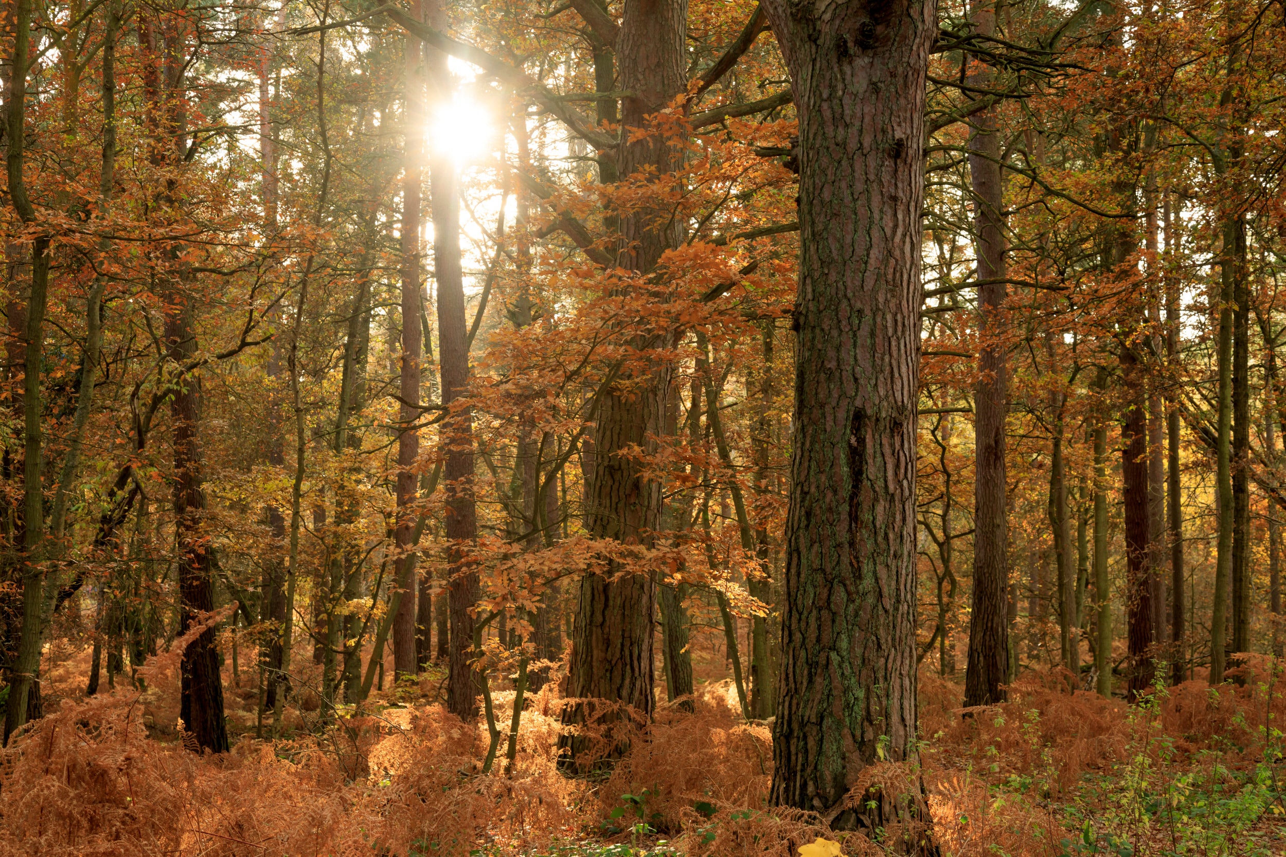 Low autumn sun shining through trees at Witley and Milford Commons, Surrey