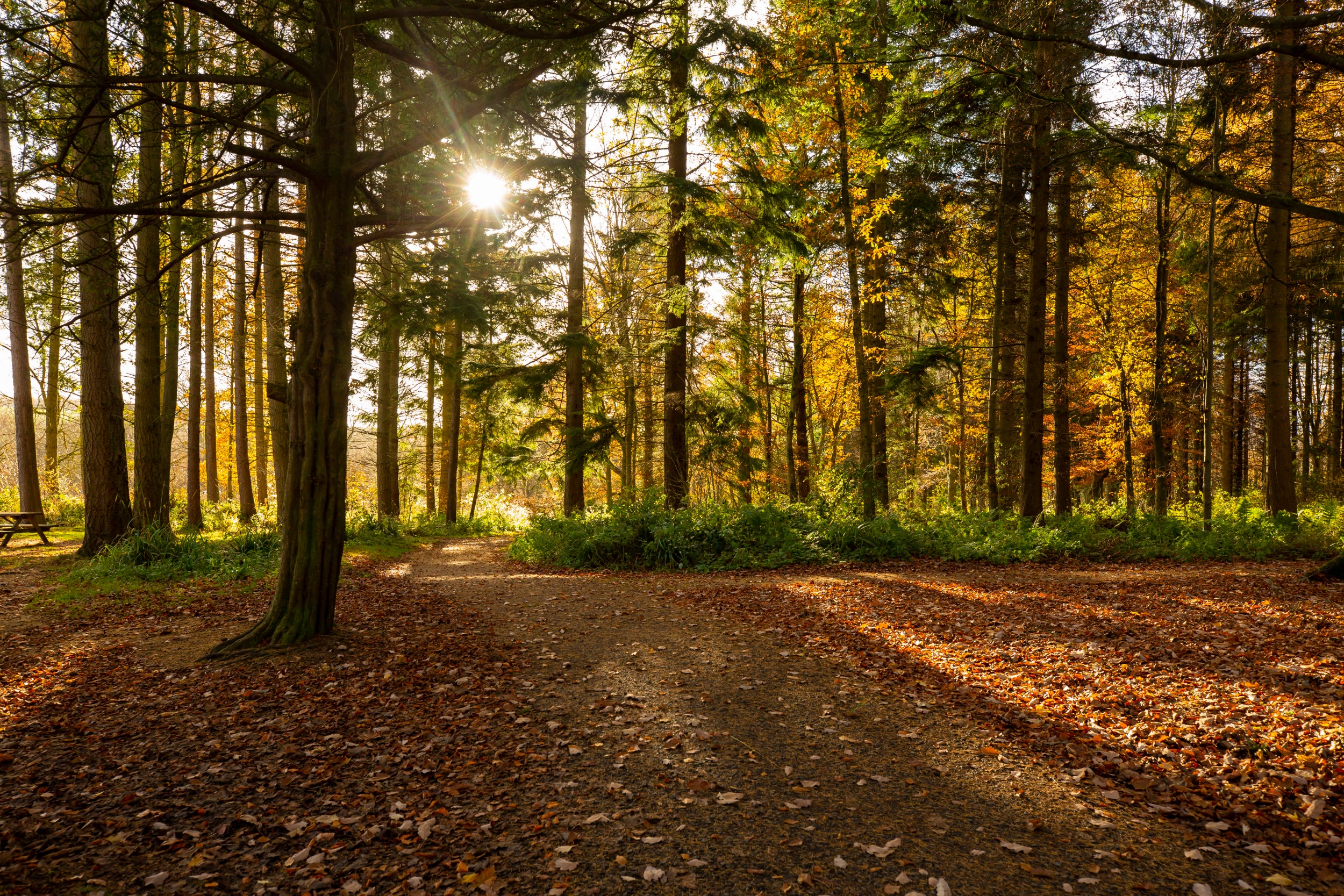 Autumn sun shining through trees on the estate at Wallington, Northumberland