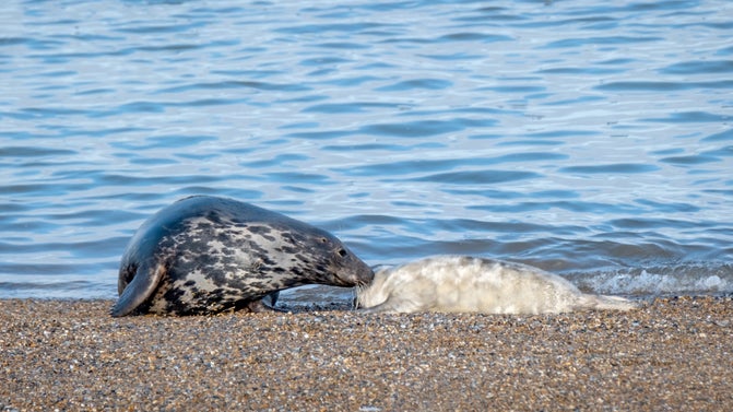 A fluffy white baby seal is affectionately nosed by its speckled grey mother seal. They are on the shoreline of a pebble beach and the sea behind is deep blue.