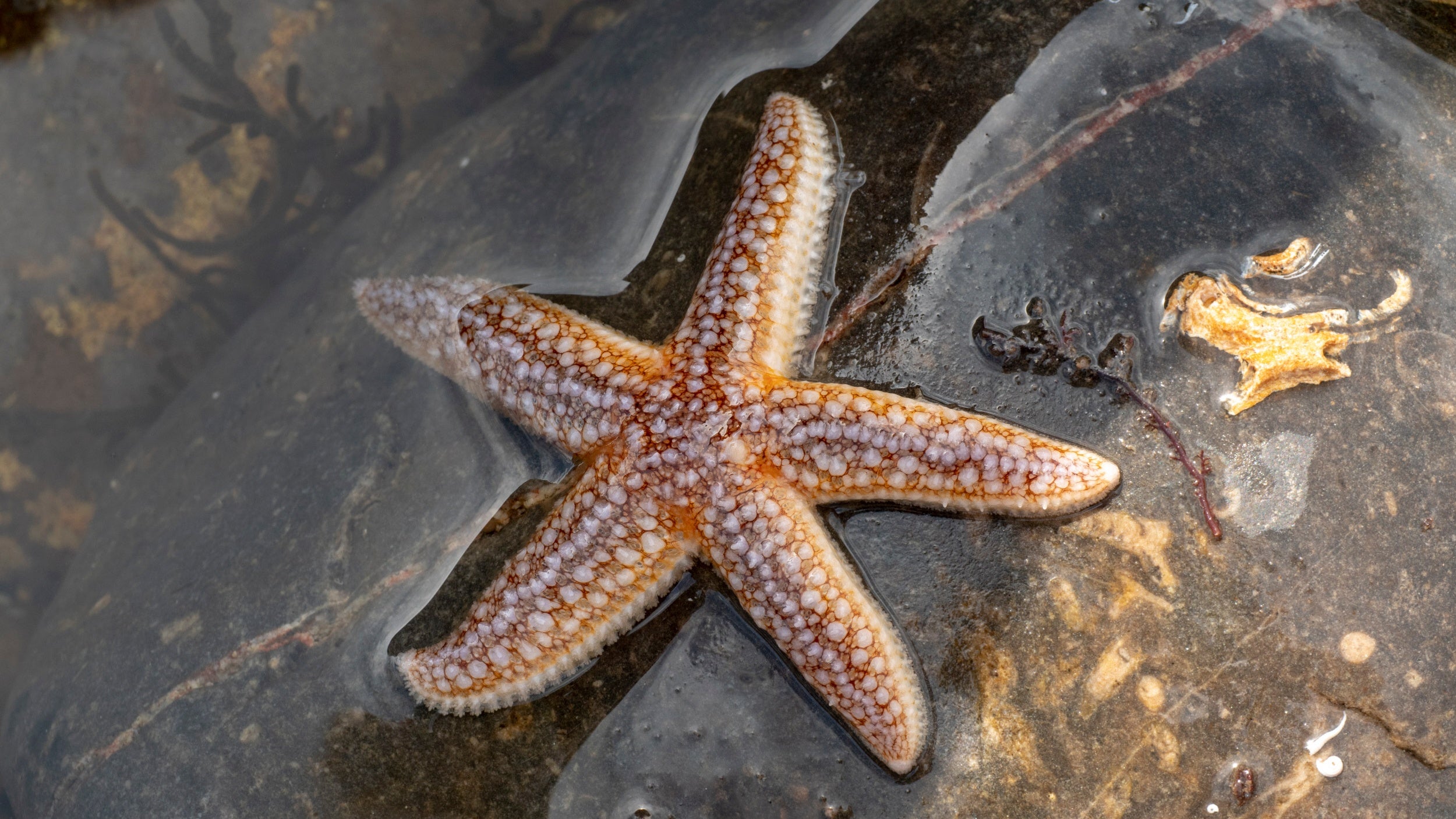 A red starfish sits half-submerged in a shallow rockpool, surrounded by dark-coloured, smooth rocks.