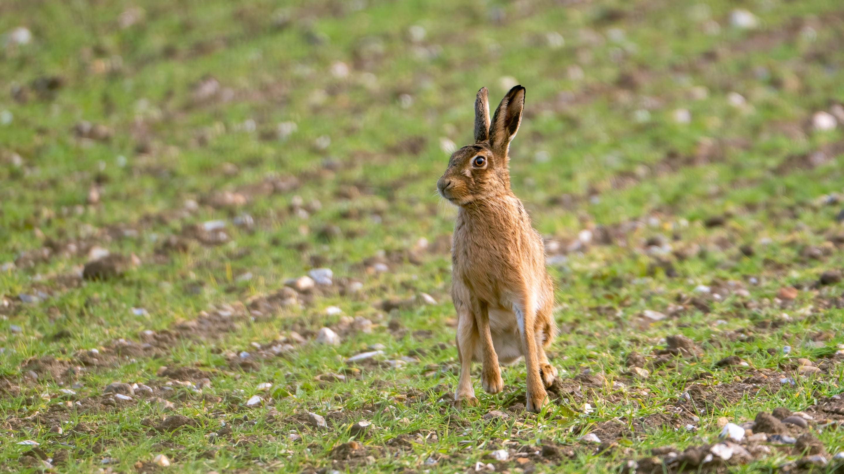A brown hare in a grassy field, sat upright and looking to the left of the frame.