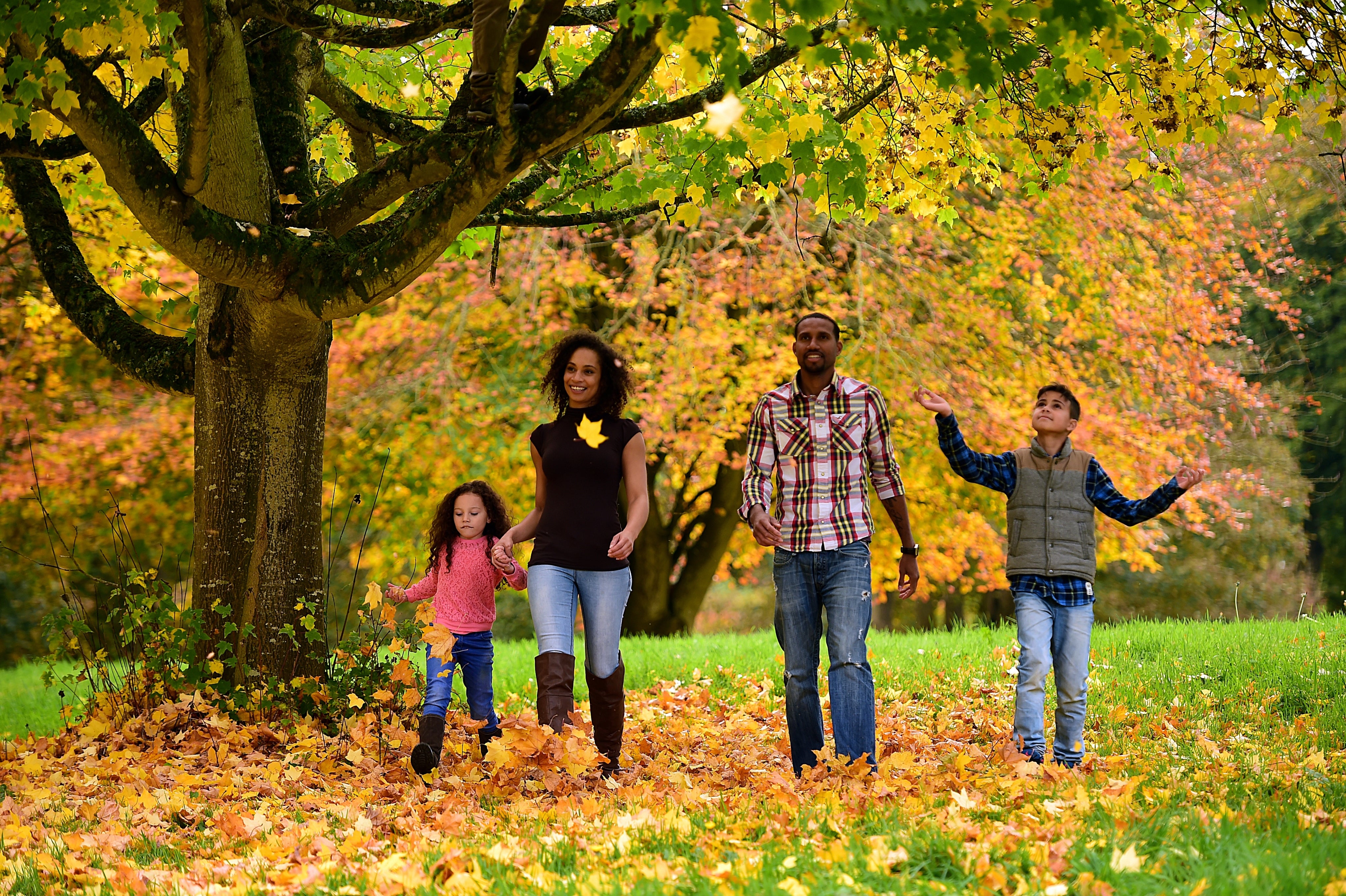 Family walking beneath trees in autumn woodland at Castle Ward, County Down.