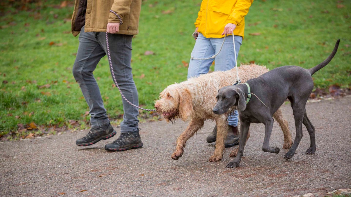 Is Kew Gardens Dog Friendly