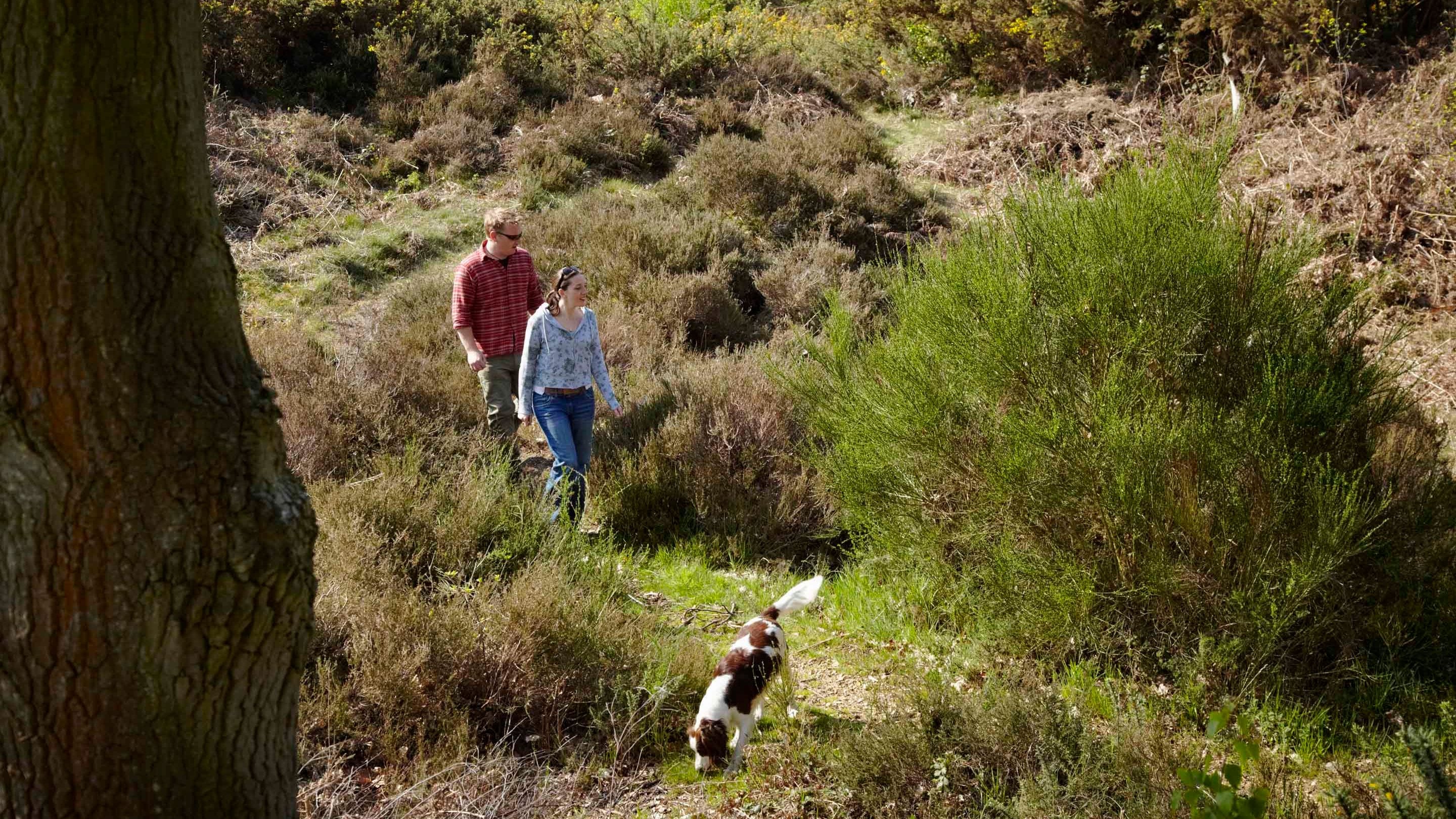 Couple walking with their dog on Danbury Common, Essex