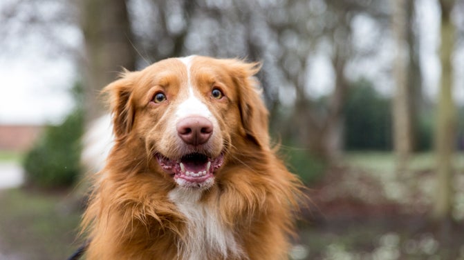 A close-up image of a tan-brown dog with a white muzzle and zip, with trees visible in the background