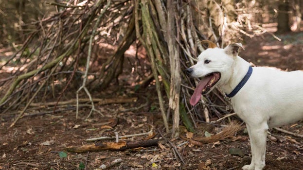 A small white dog standing in the woods at Killerton