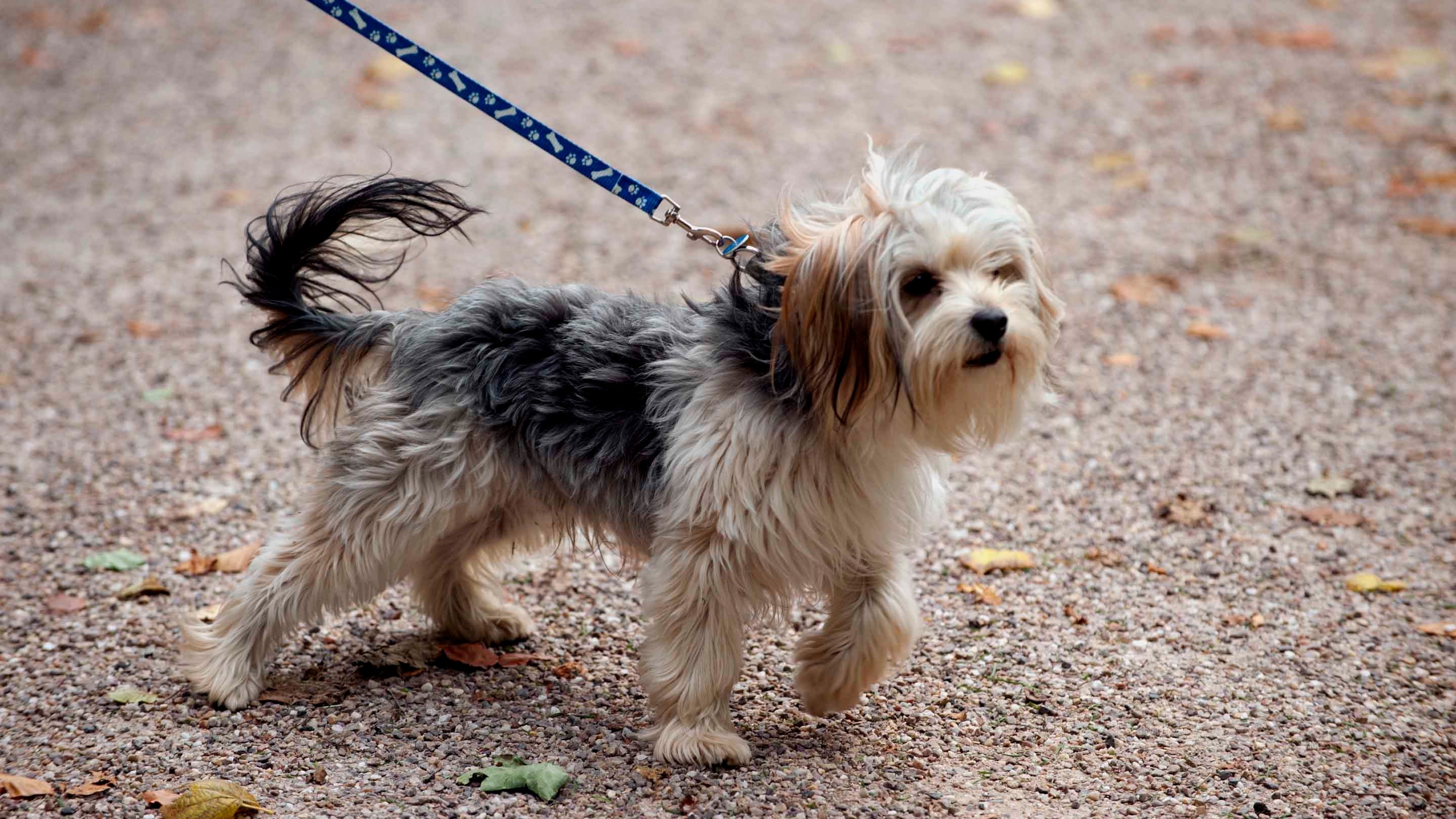 Dog on a lead in the grounds at Attingham Park, Shropshire.