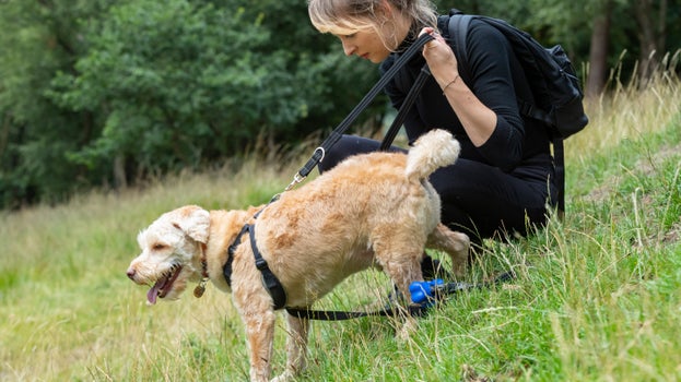 Visitor with her dog on a walk at Lyme Park, Cheshire