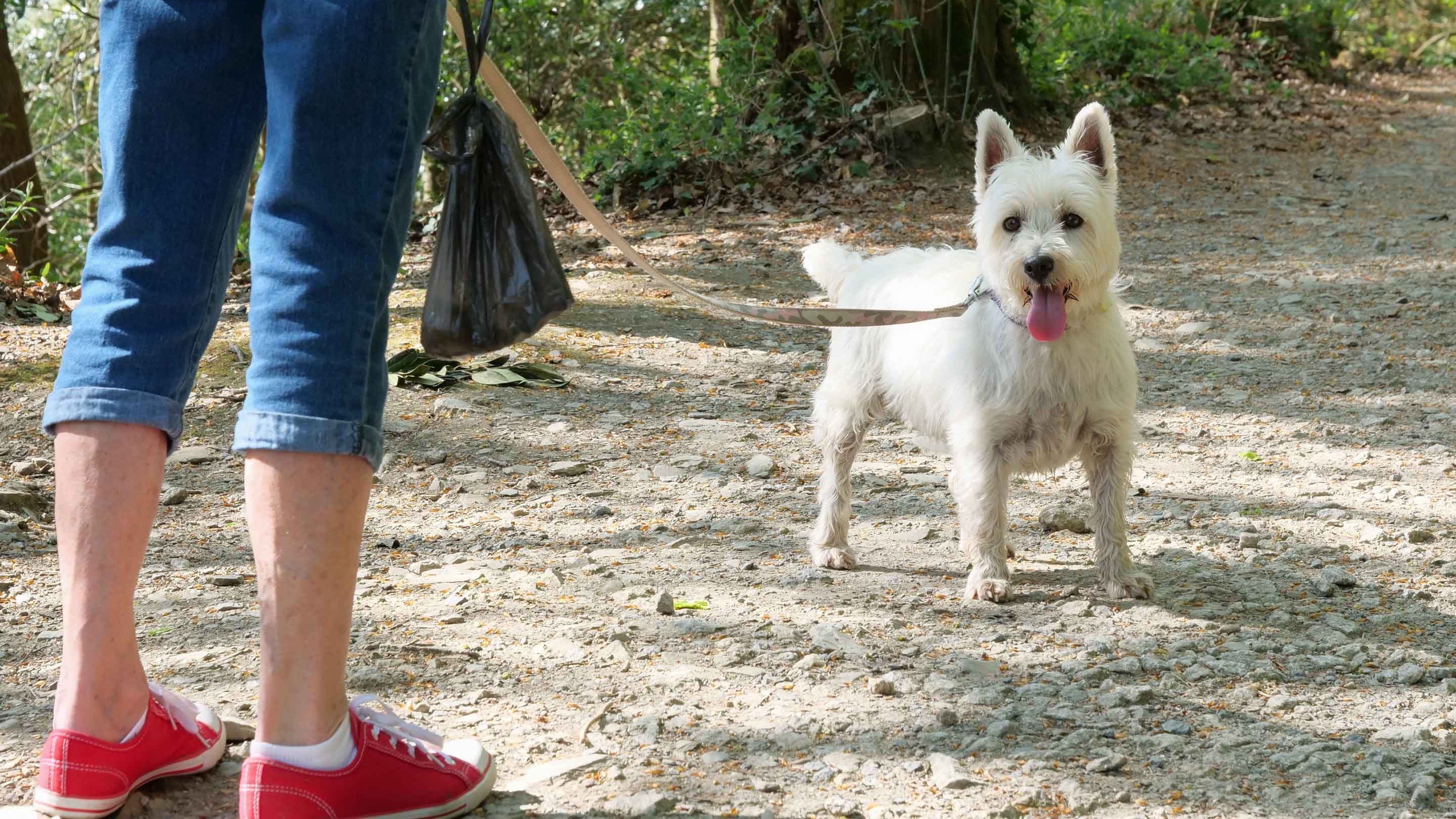 A visitor taking their dog for a walk