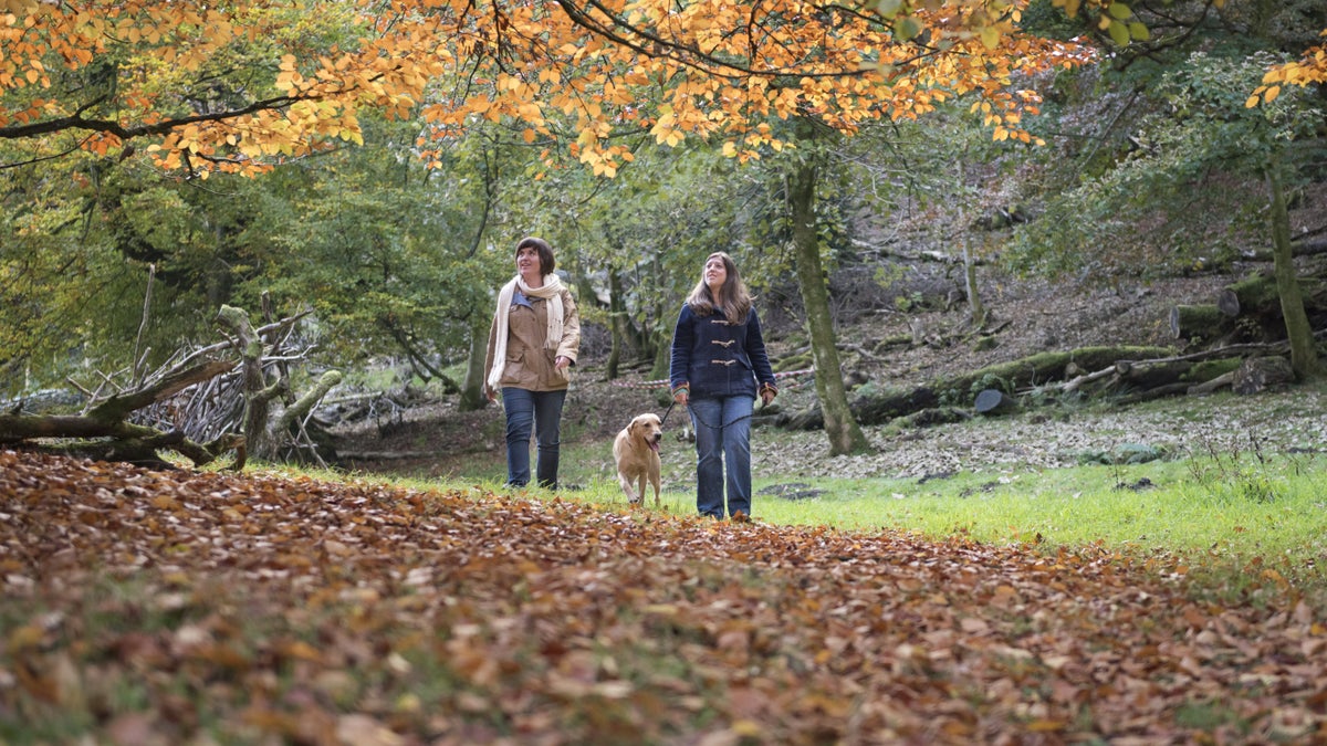 Visiting with your dog Lake District National Trust