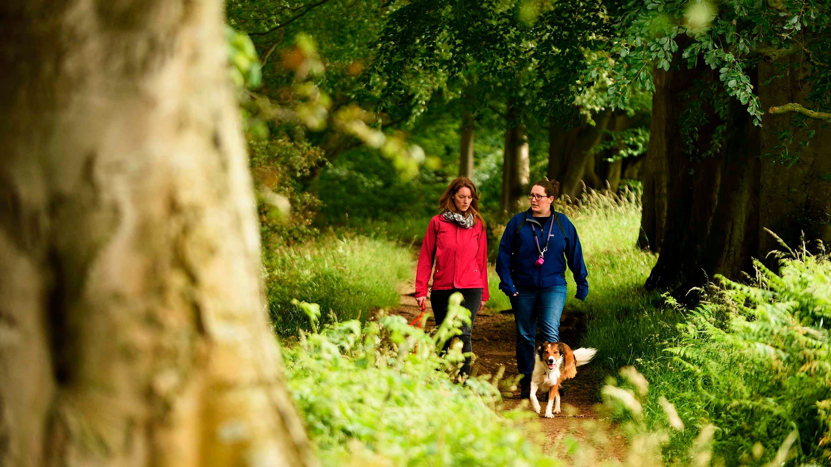Two visitors walking a dog along a leafy woodland path at Allen Banks and Staward Gorge