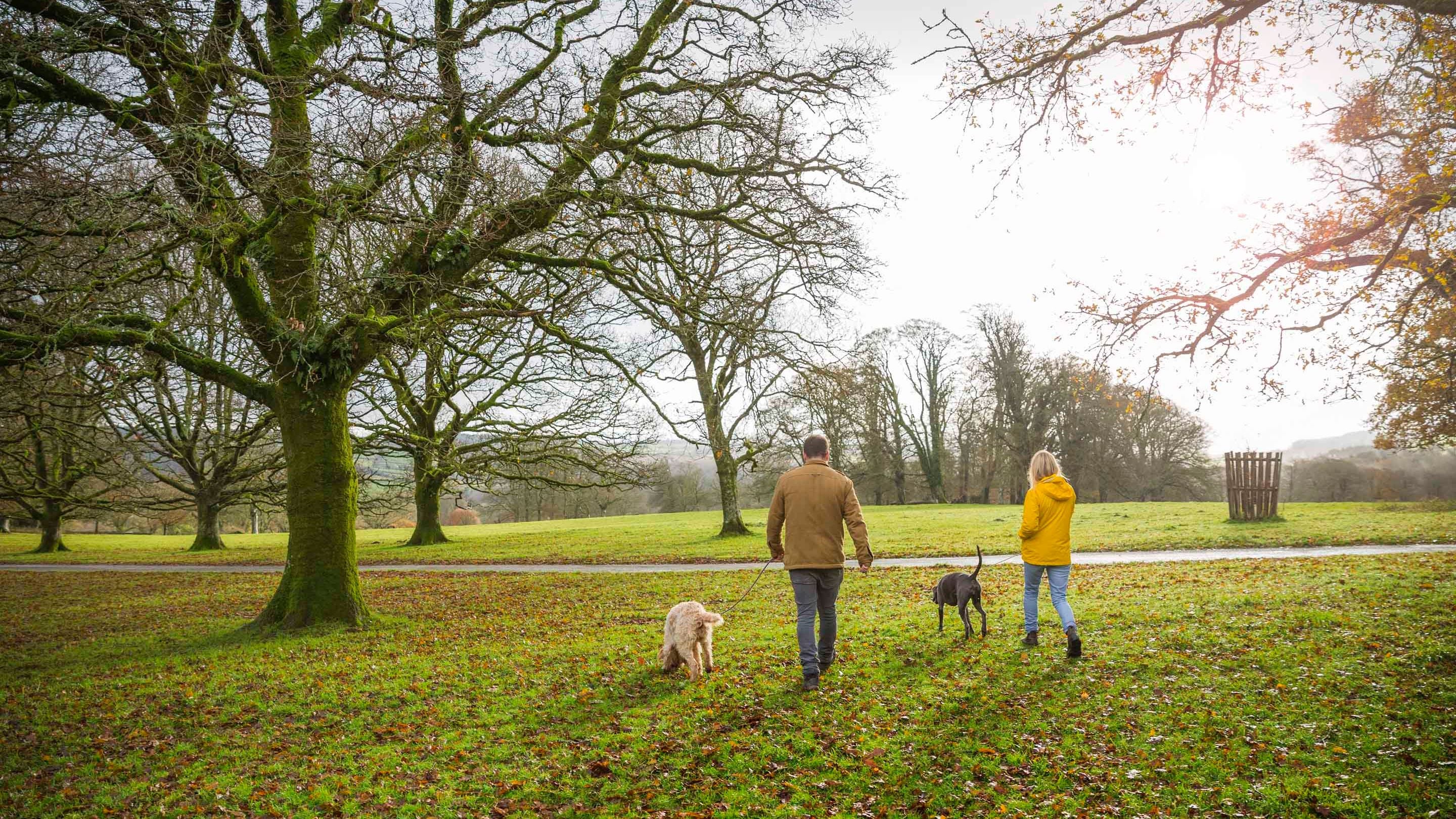 Two visitors walking dogs in the late autumn parkland with bare trees and gold leaves on the ground at Lanhydrock, Cornwall.