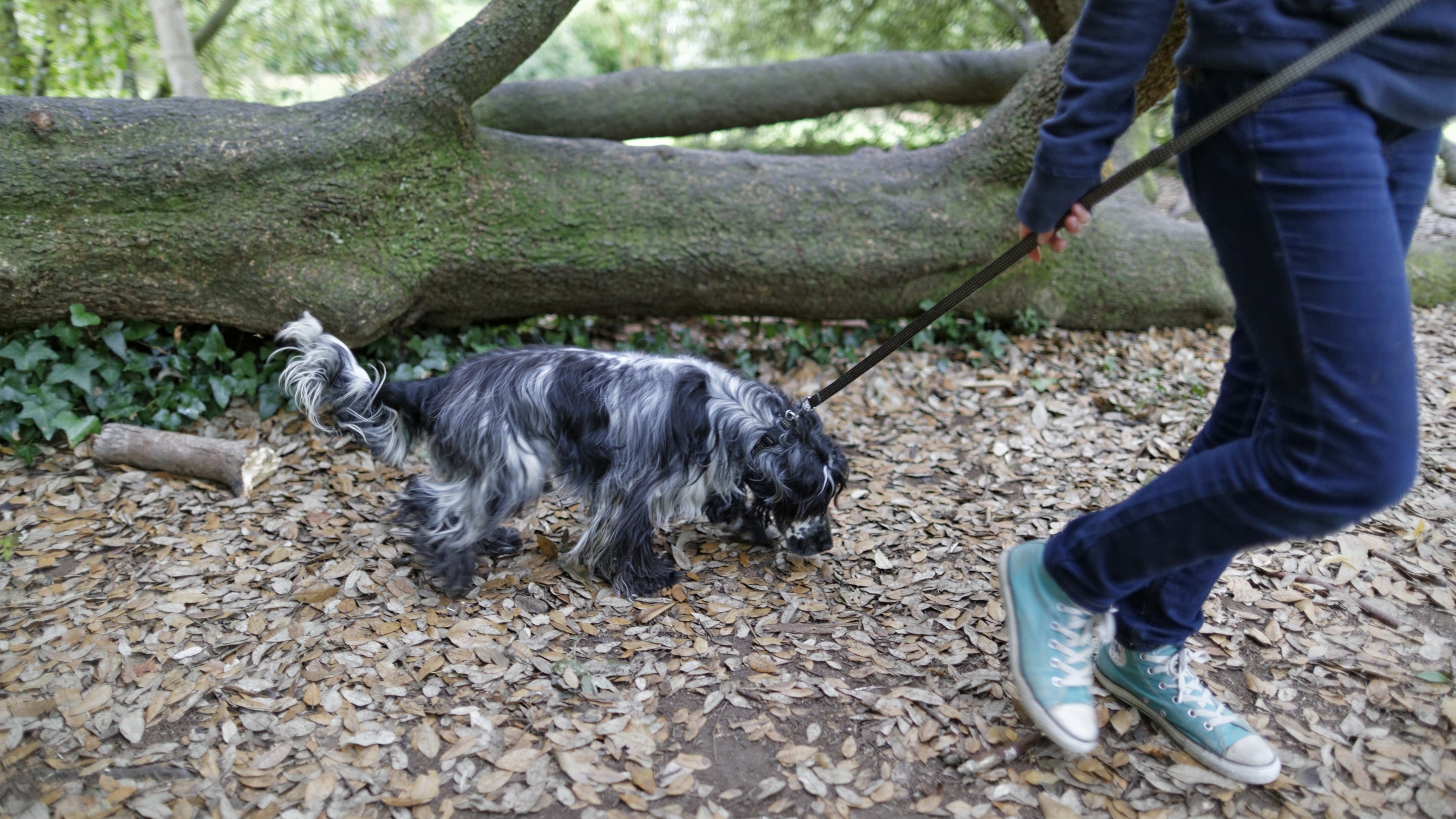 Visitor walking a dog in the grounds of Mount Stewart with a fallen tree in the background and leaves on the ground