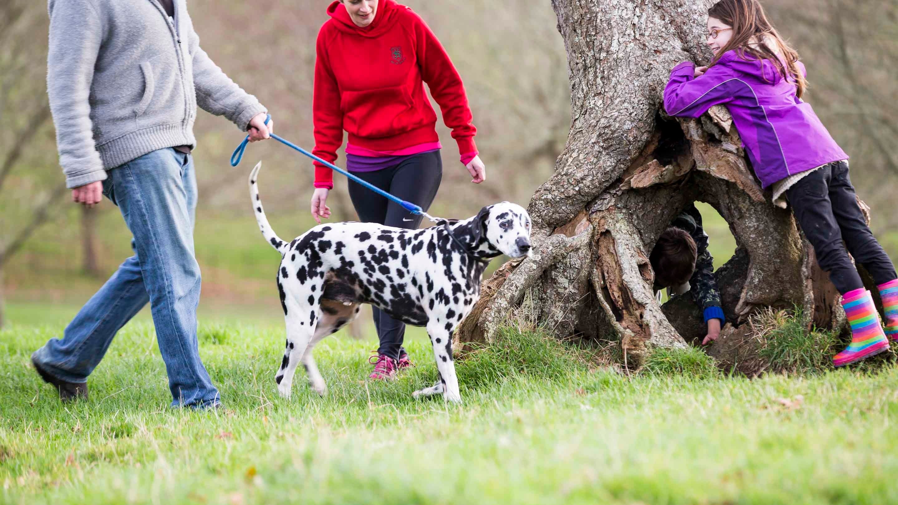A family walking a Dalmatian dog on a lead at Trelissick, Cornwall; a young girl is leaning on a tree while another child is crawling through the exposed tree roots