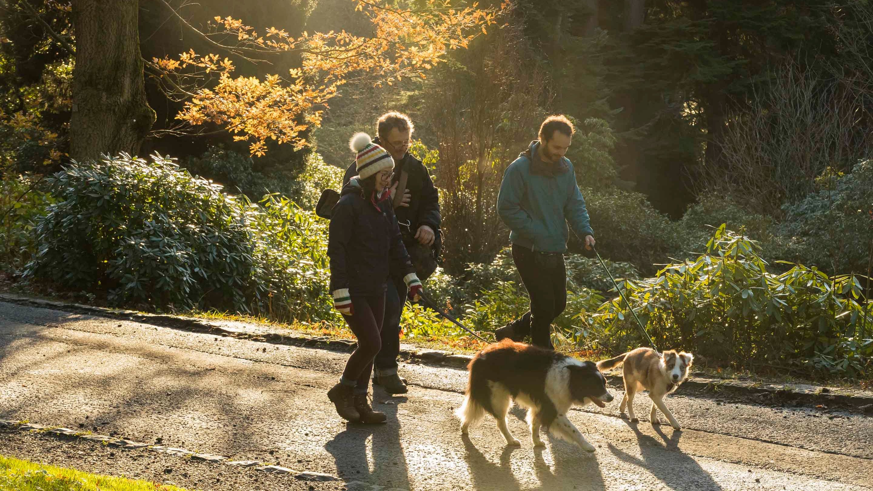 Three people dressed in warm clothes walking two border collies on a tree-lined path at Cragside, Northumberland.