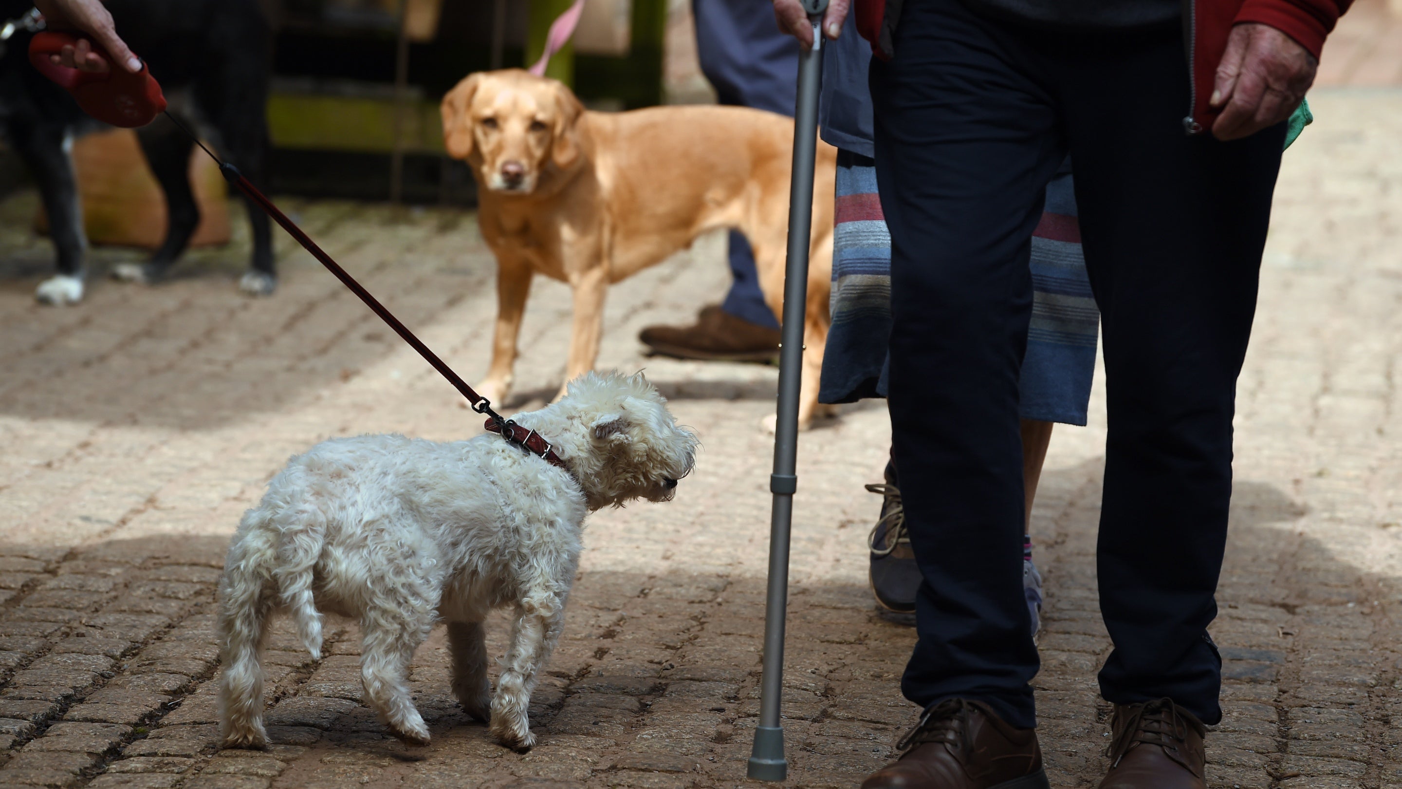 A white dog and a brown dog in the courtyard at Knightshayes