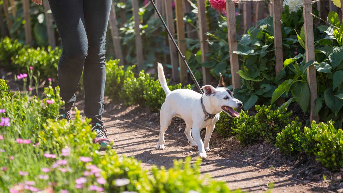 Dog walking at Croome Worcestershire National Trust