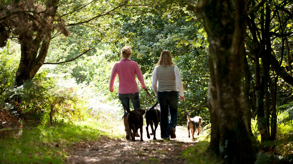 Dogs at Ashridge Estate Hertfordshire National Trust