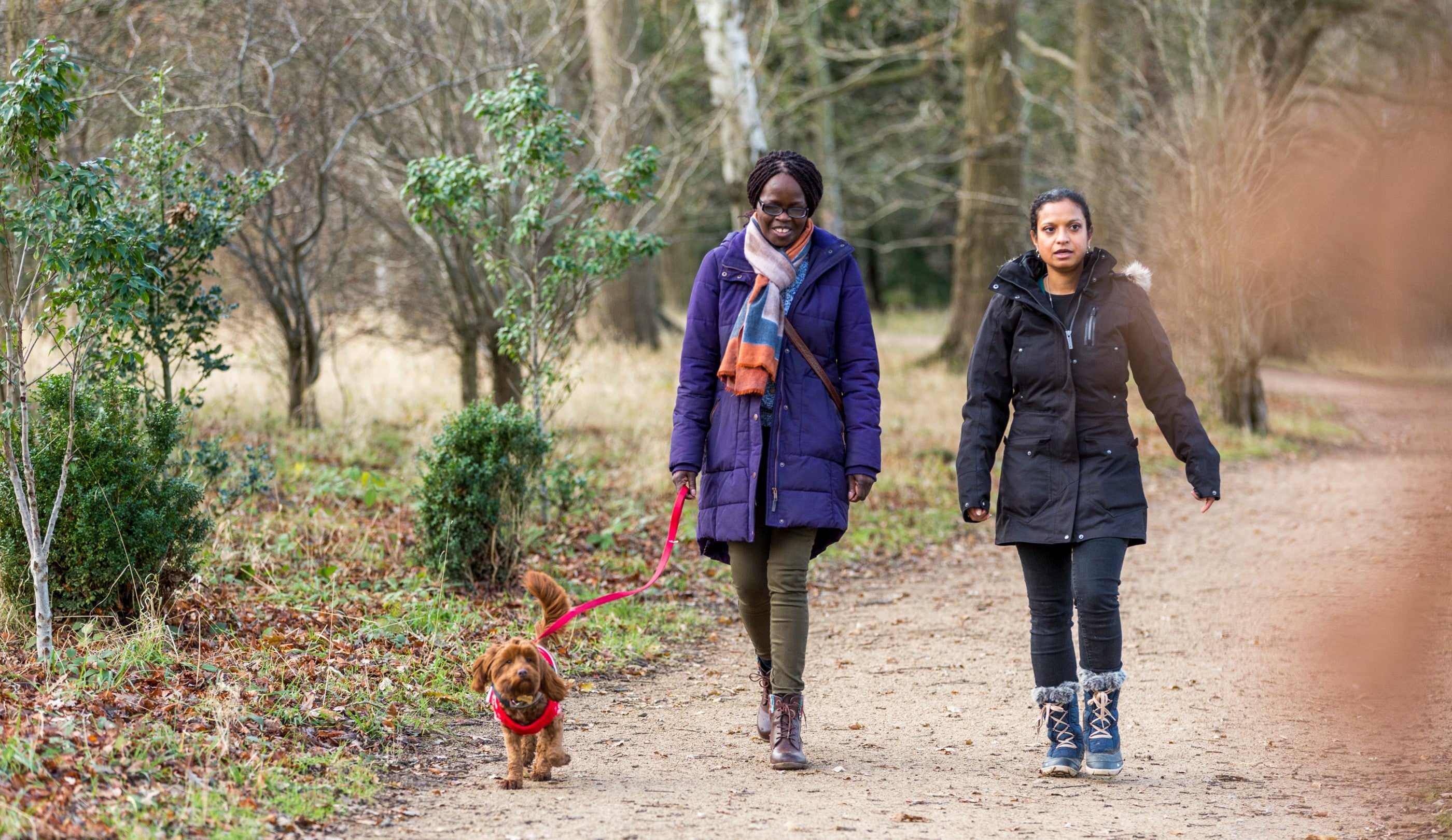 Two people walking with their dog through the parkland on the Short Walk at Kedleston Hall, Derbyshire