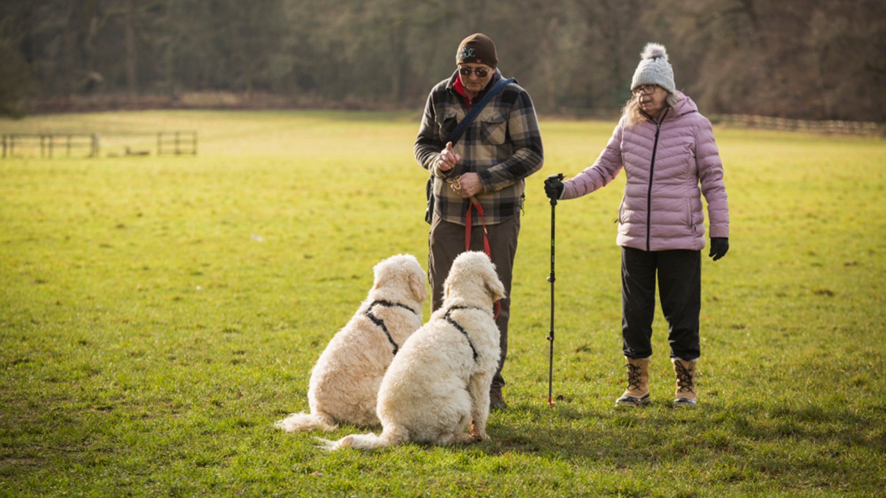 How Do I Stop My Dog From Running Off Walks