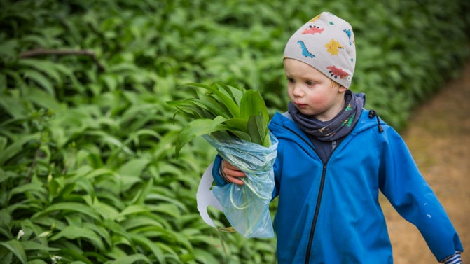 A boy carrying a bag of wild garlic at Prior Park in Somerset