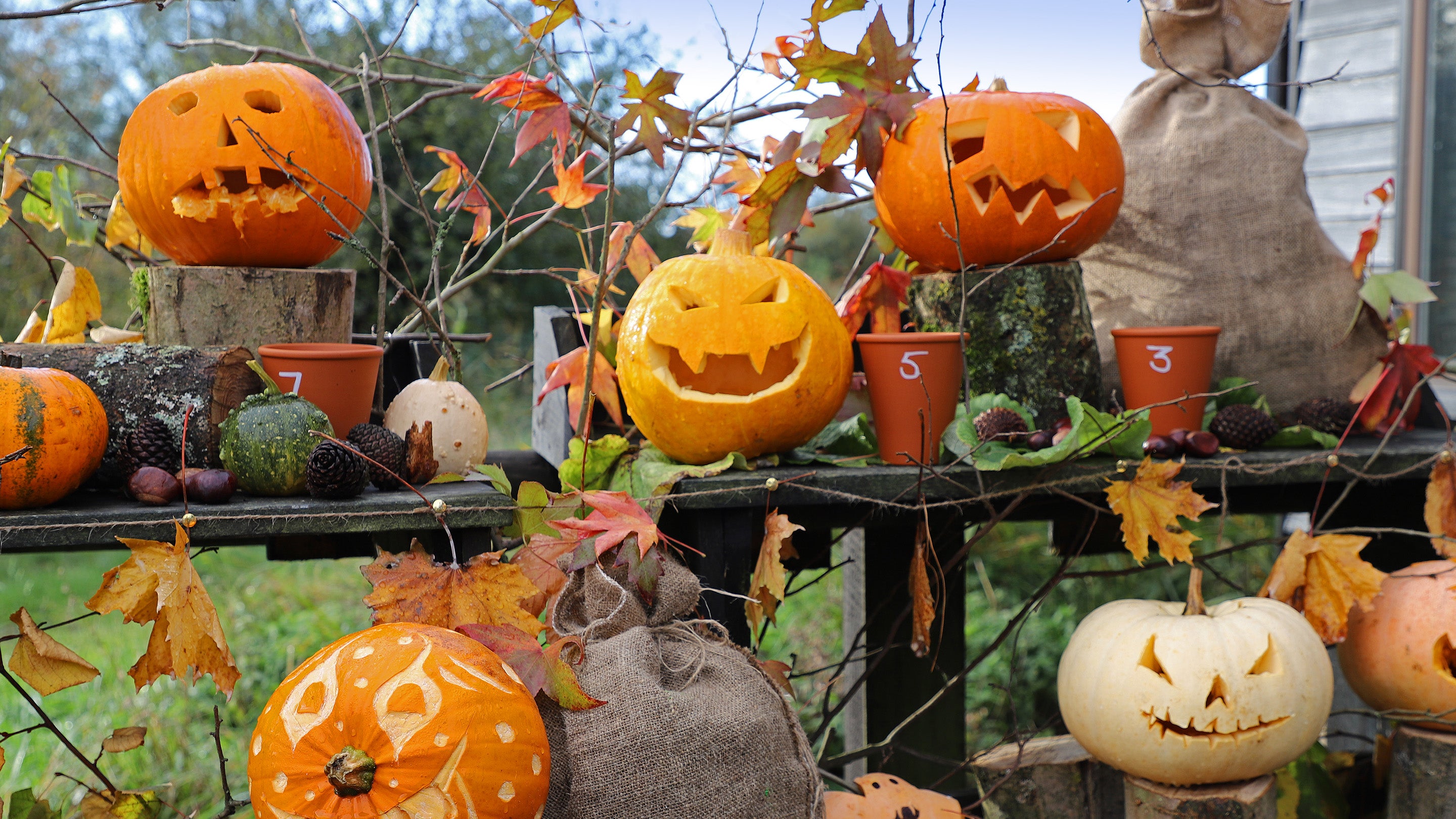 Carved pumpkin display for Halloween at Wicken Fen Nature Reserve, Cambridgeshire