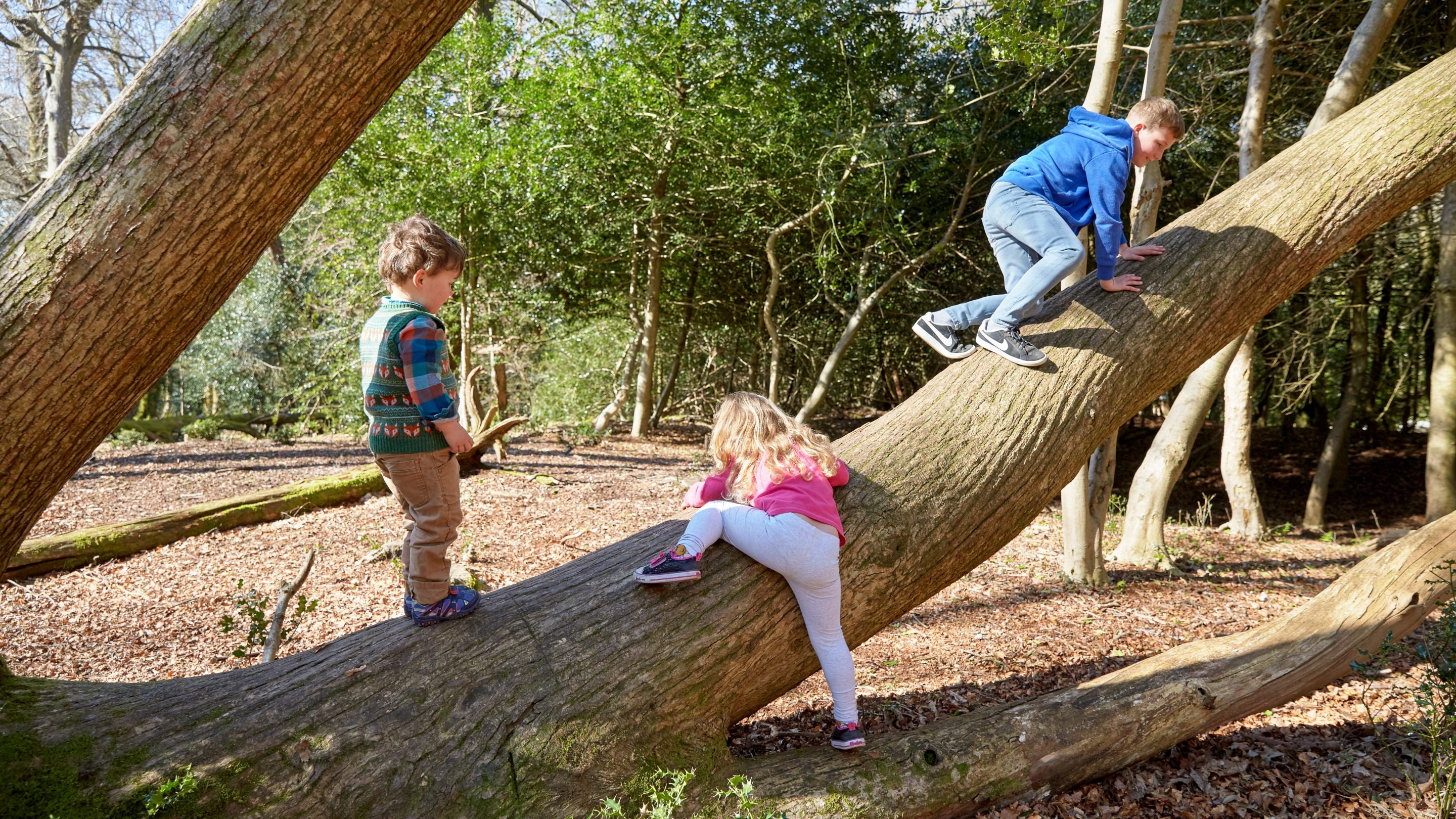 Three children playing on a tree in the woods at Hardy's Cottage, Dorset