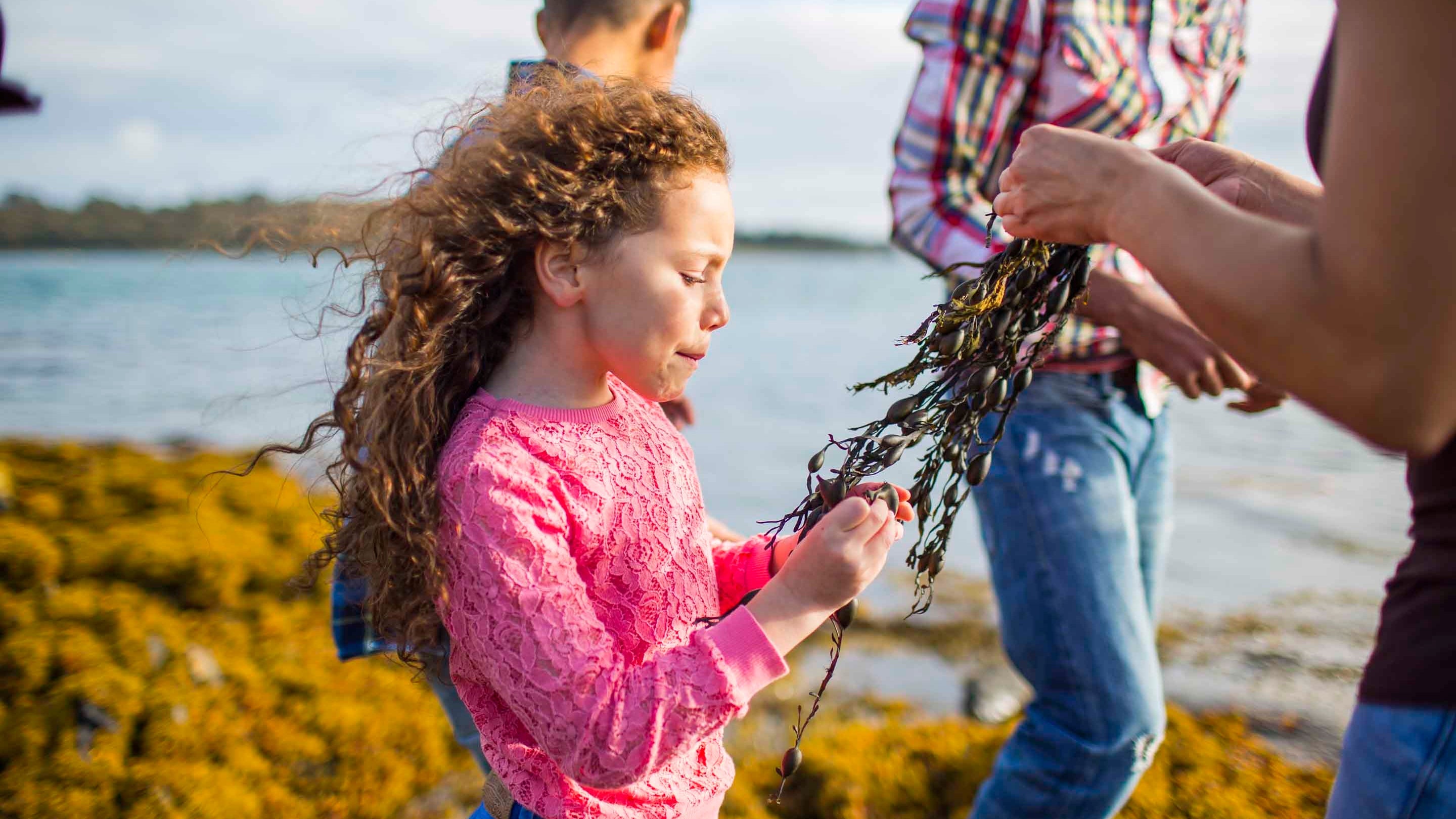 A family on the beach at Strangford Lough, County Down. The image focuses on a young girl who is examining some seaweed that an adult is holding just out of shot.