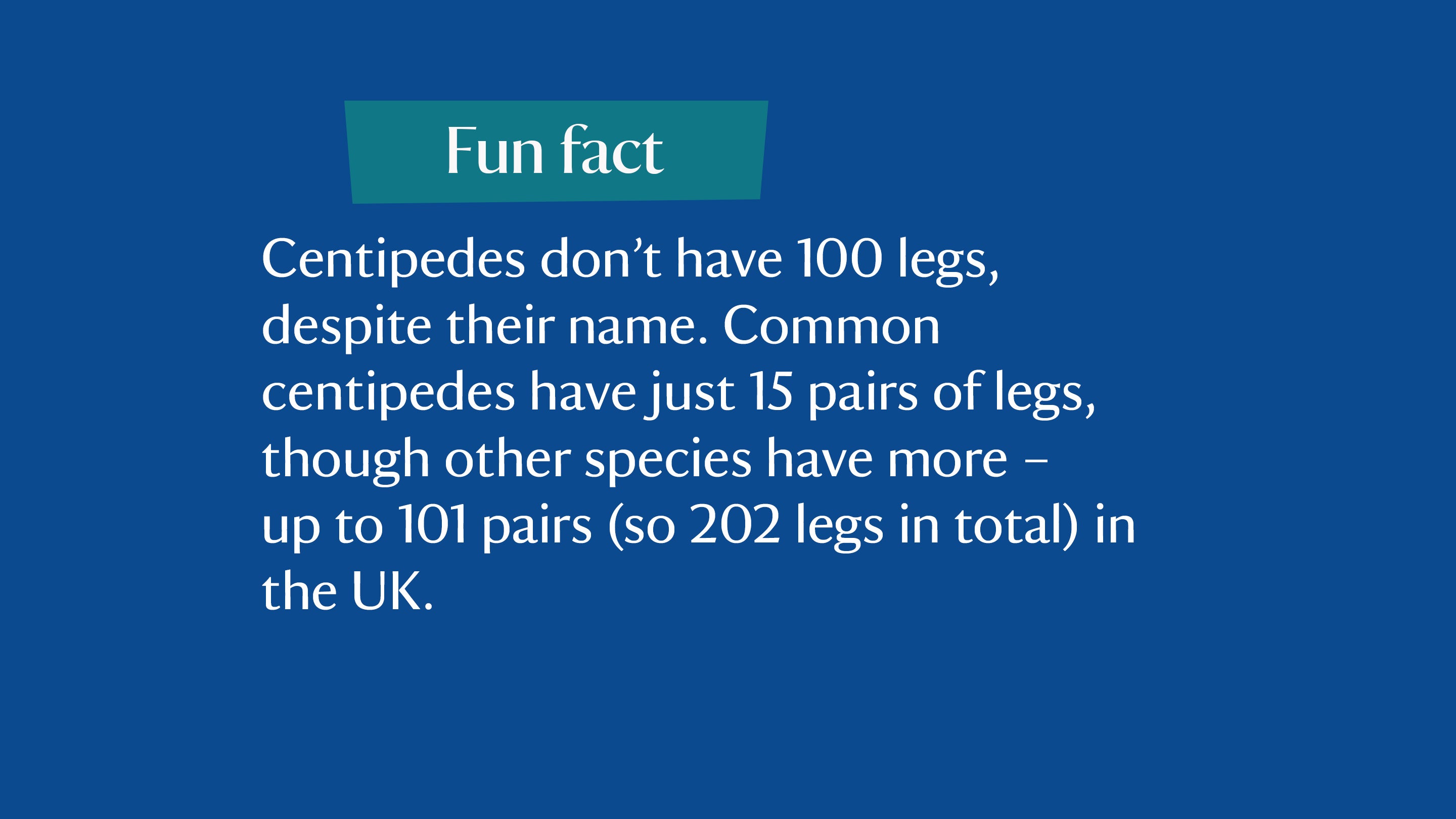 Fun fact: Centipedes don’t have 100 legs, despite their name. Common centipedes have just 15 pairs of legs, though other species have more – up to 101 pairs (so 202 legs in total) in the UK.