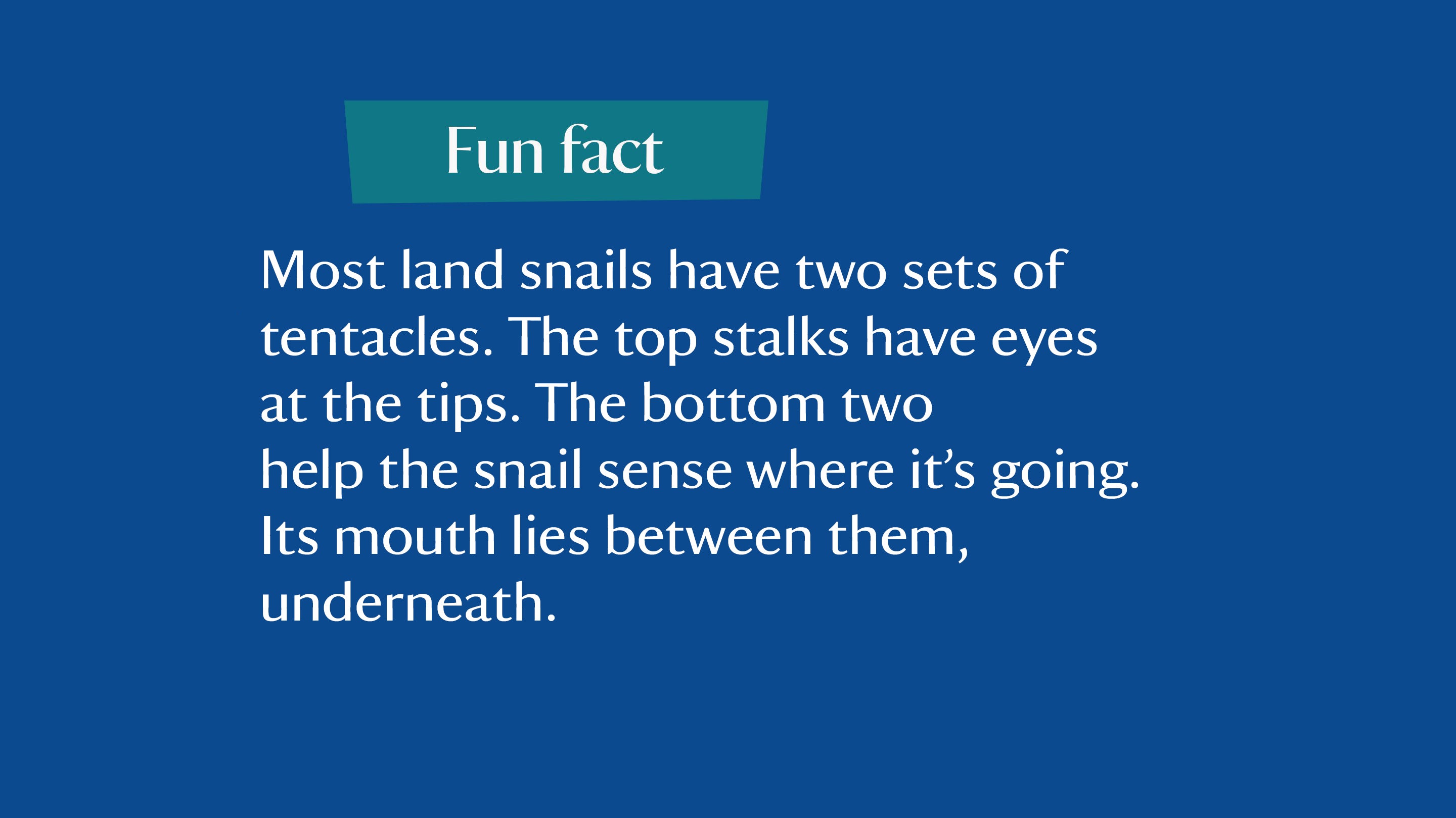 Most land snails have two sets of tentacles. The top stalks have eyes at the tips. The bottom two help the snail sense where it's going. Its mouth lies between them, underneath