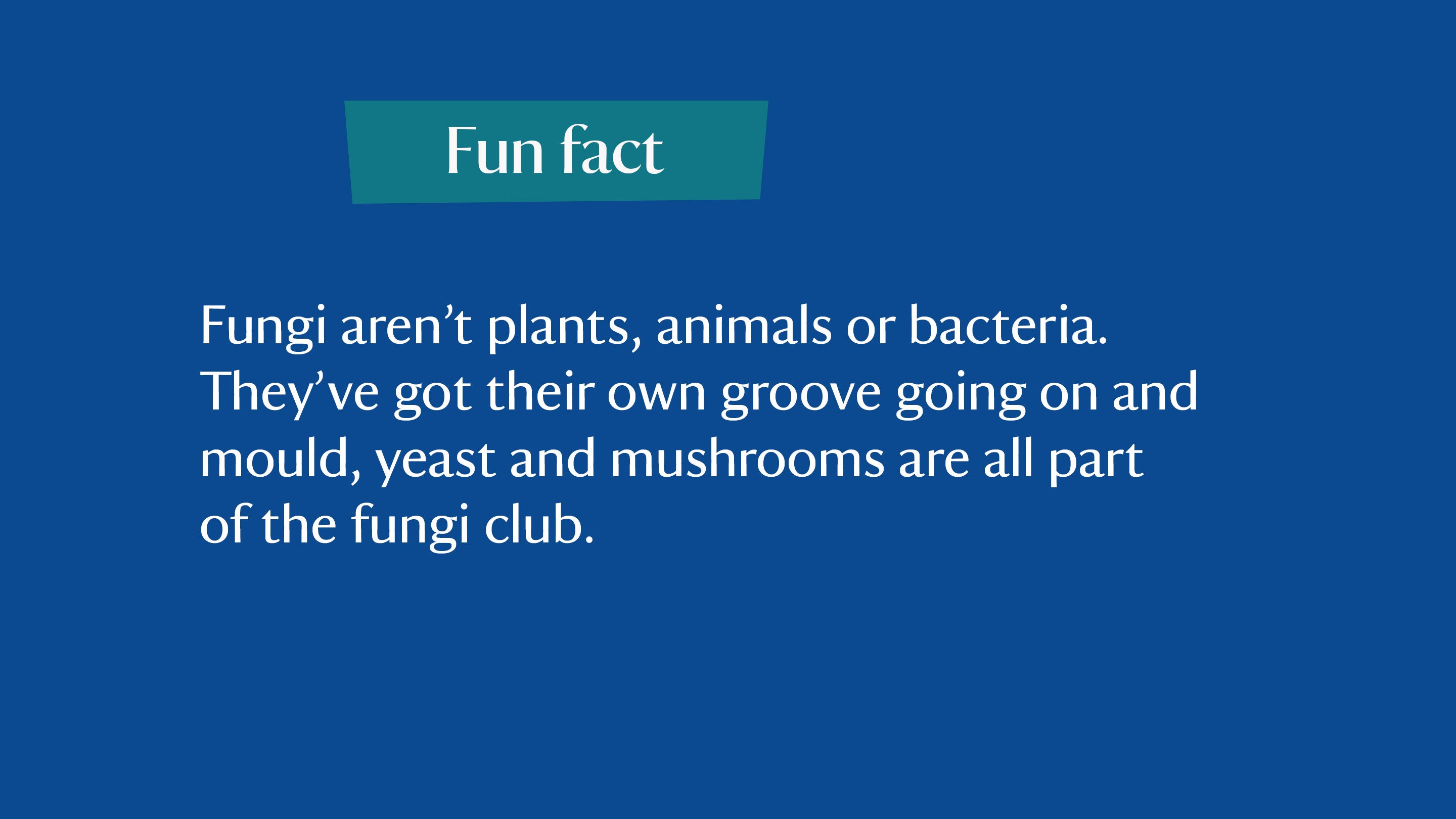 Fun fact: Fungi aren’t plants, animals, or bacteria. They’ve their own groove going on and mould, yeast and mushrooms are all part of the fungi club.