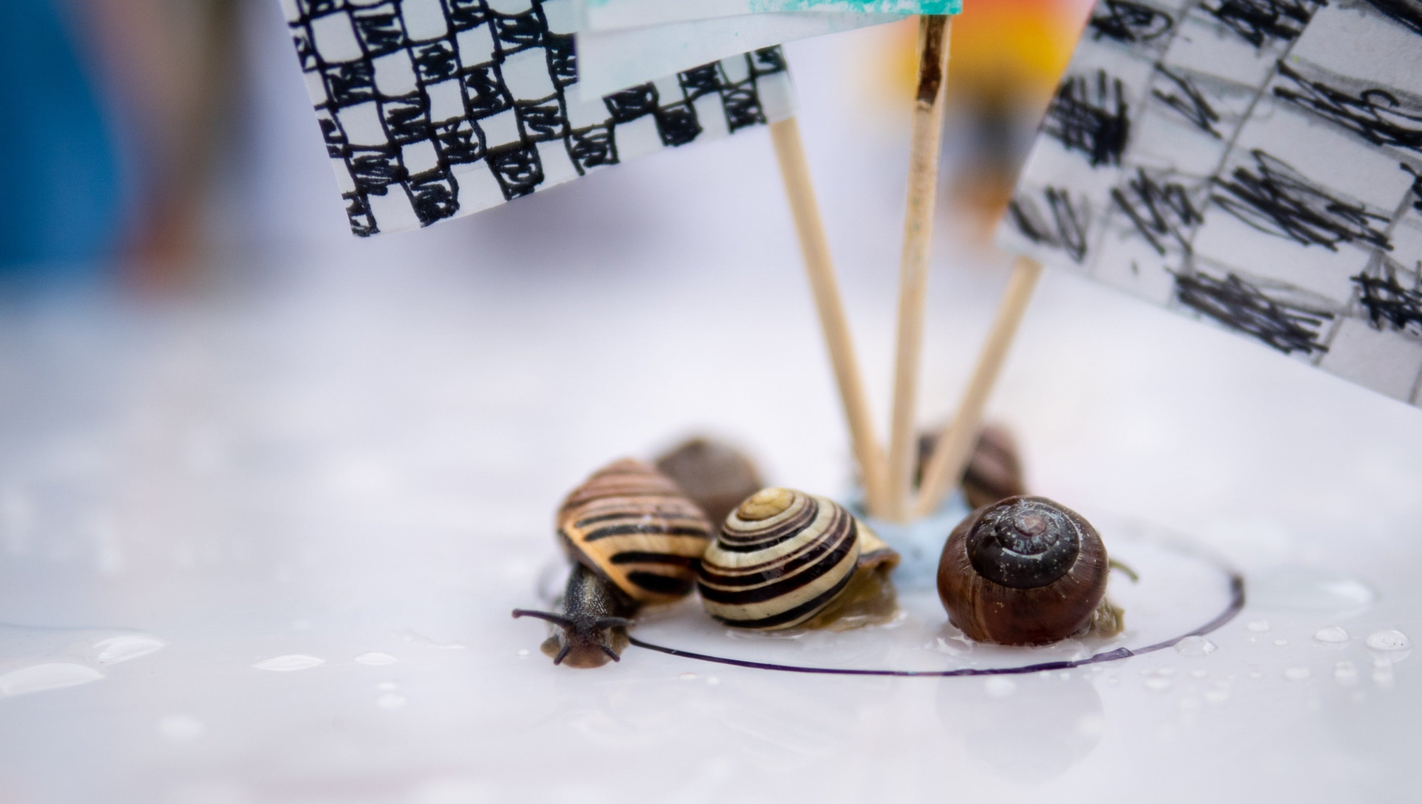 Snails gather for a race
