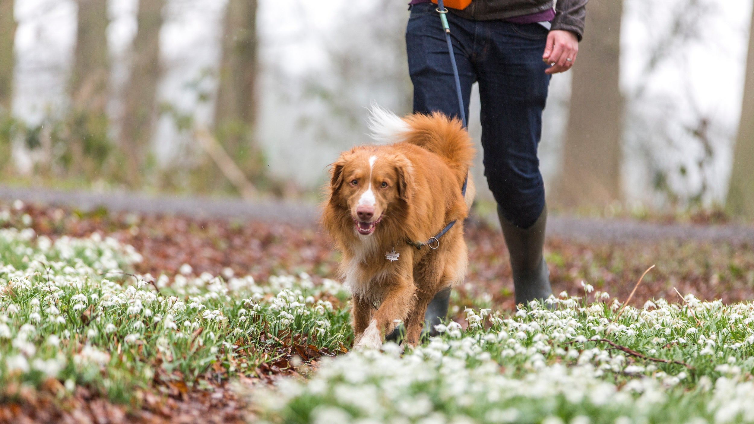 A person (out of shot) is walking with a brown/orange medium sized dog through a woodland path flanked by snowdrops