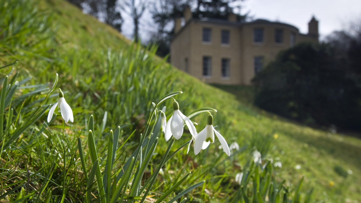 Snowdrops on a grassy slope in front of a mill, just about discernible in the distance