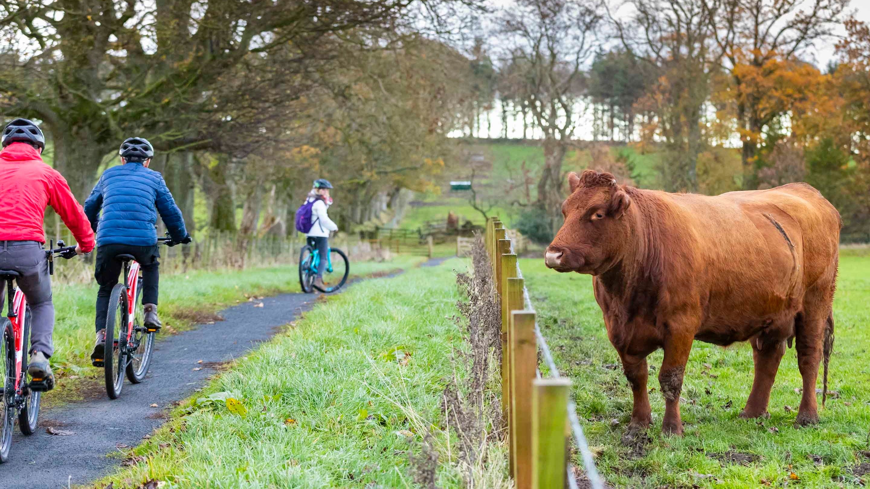 A family cycles on a narrow path alongside a fenced field containing a large cow on the estate at Wallington, Northumberland.