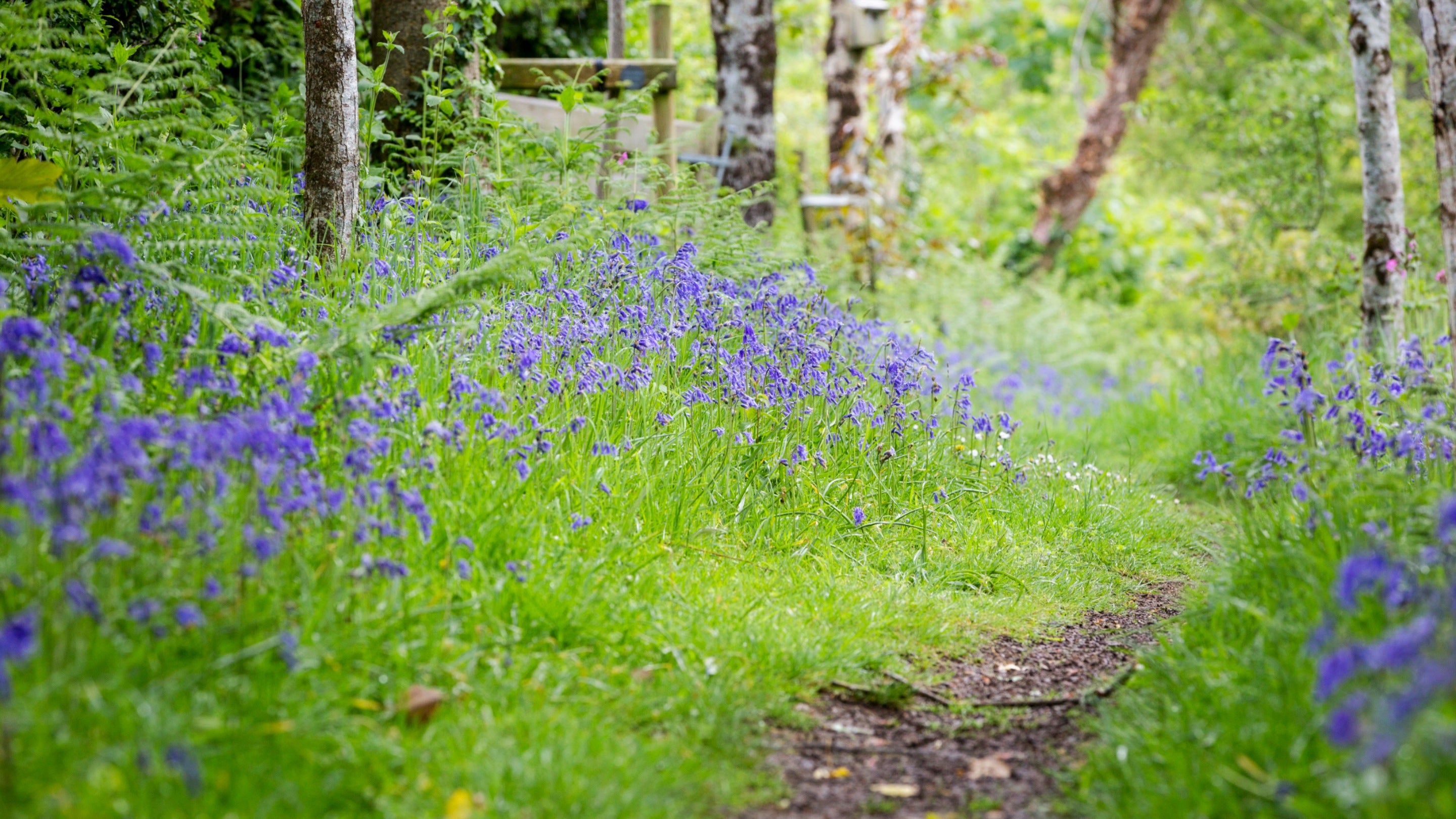 A woodland path bordered by bluebells and bright green grass
