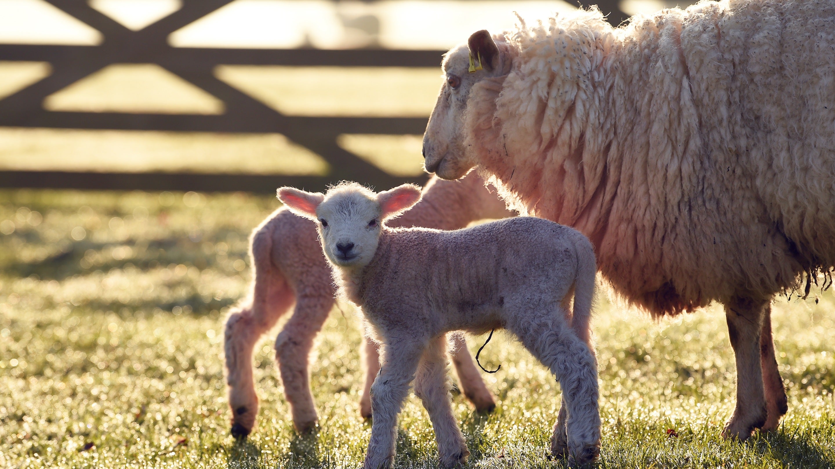 A ewe with two lambs at Knightshayes, Devon