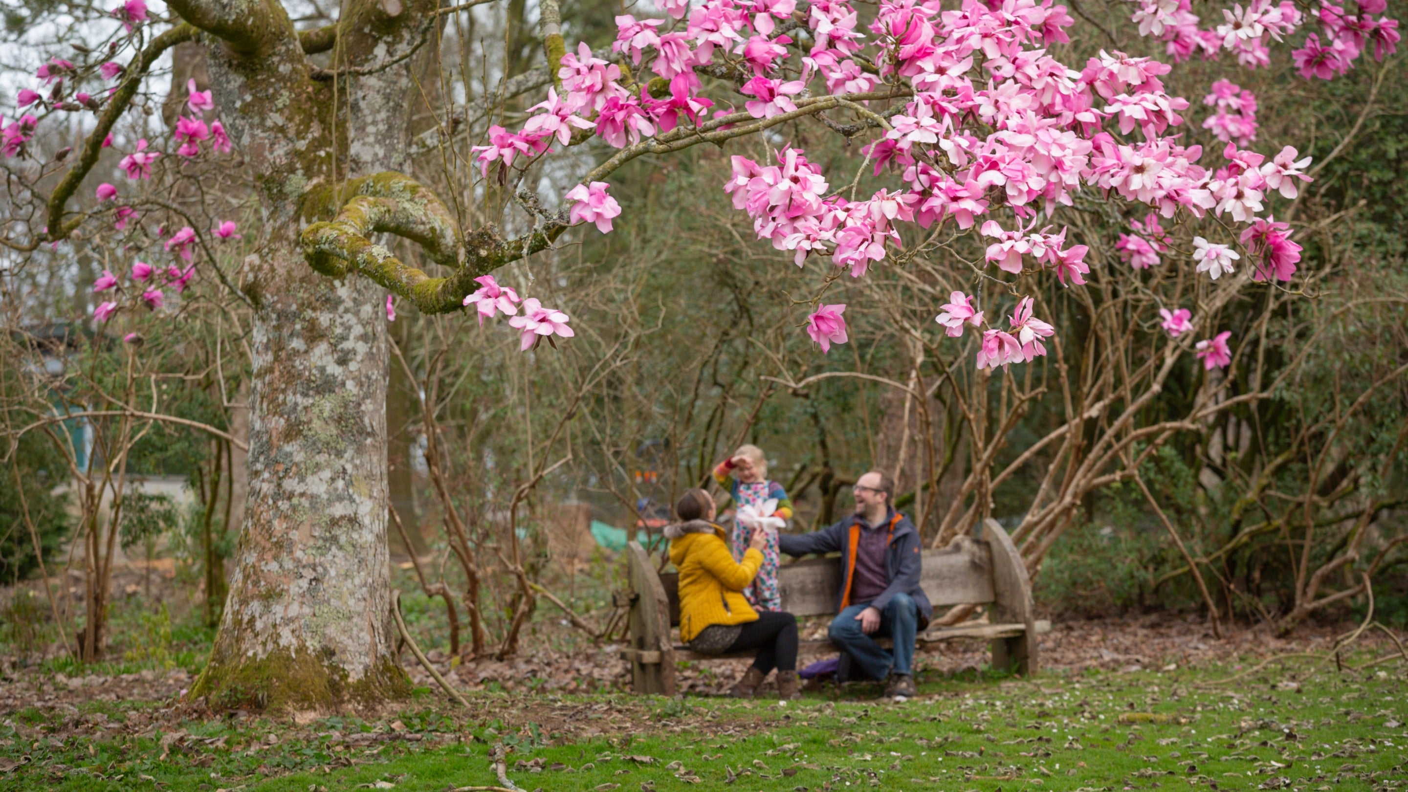 Parents with small child sitting on a bench beneath a blossoming pink magnolia tree
