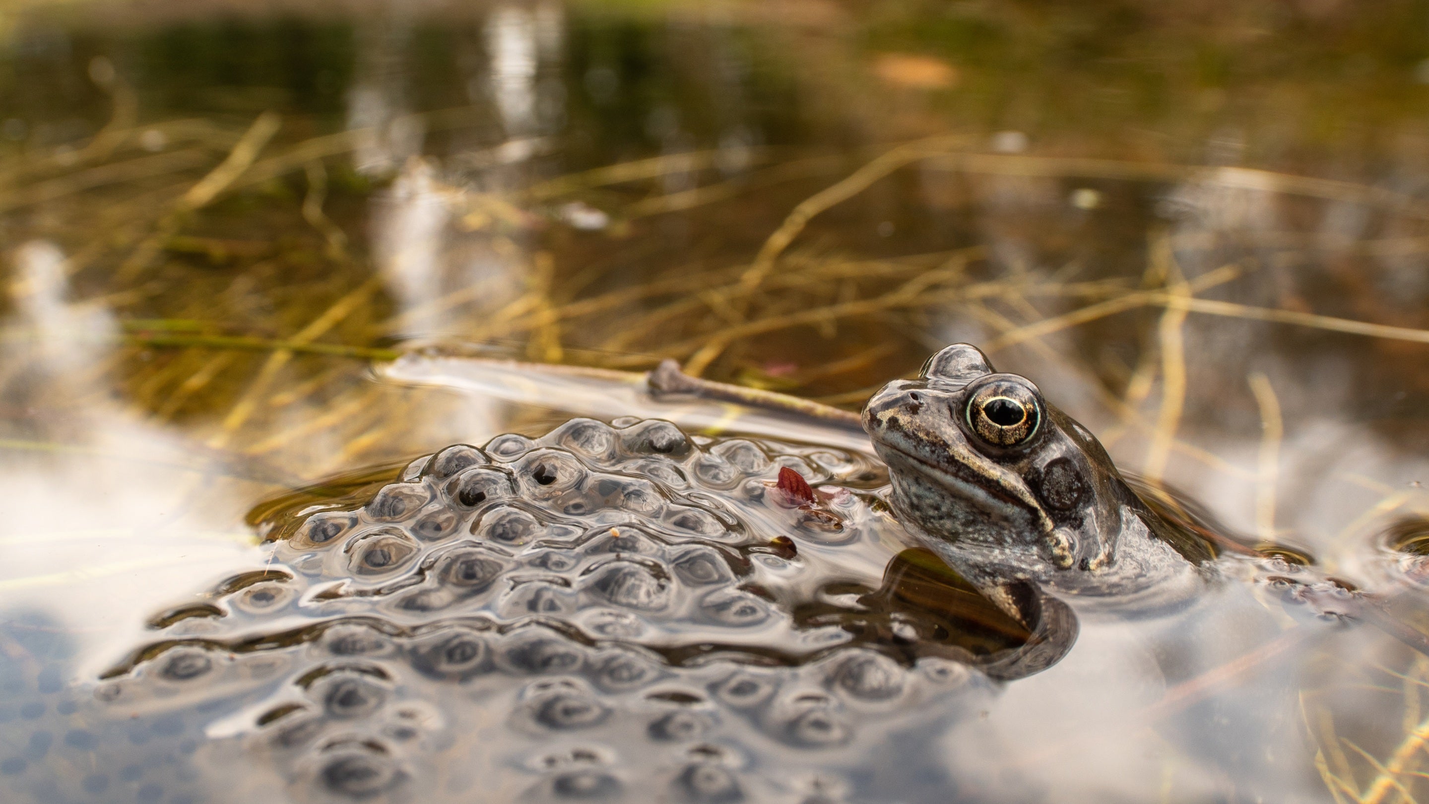 A frog and some frogspawn in a pond