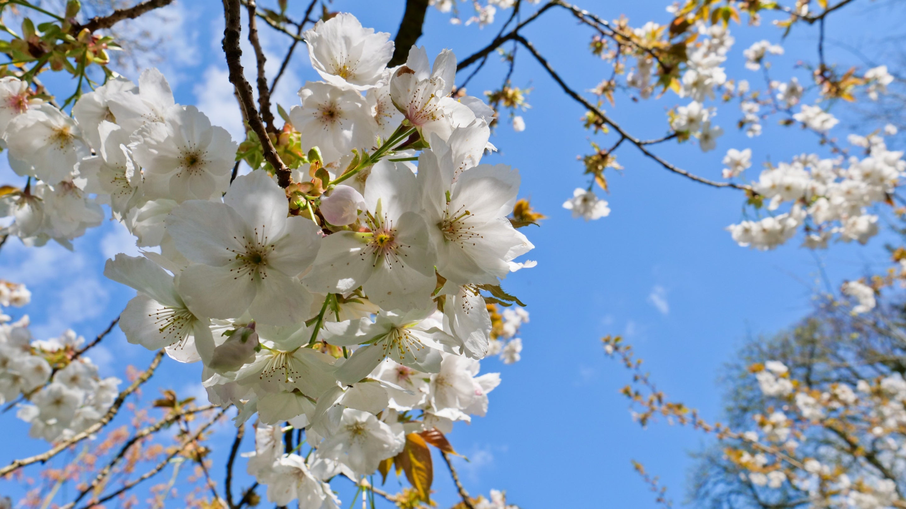 Looking up to clusters of large, open, white blossom with blue sky behind