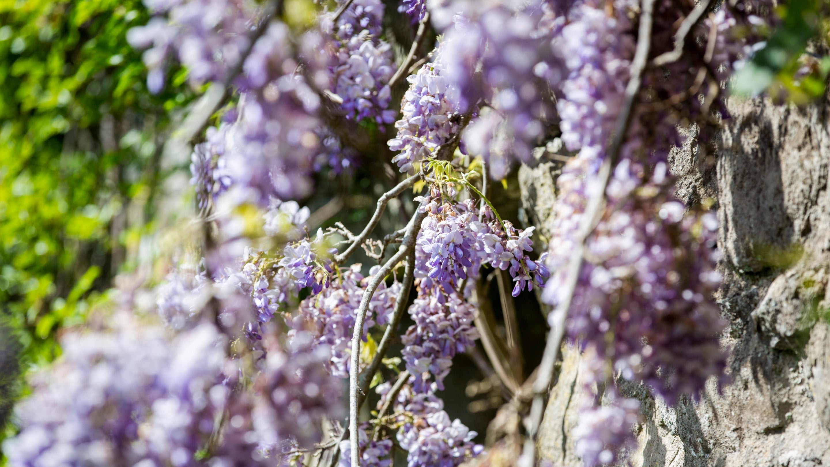 Long hanging clusters of purple wisteria flowers cascade down a grey wall