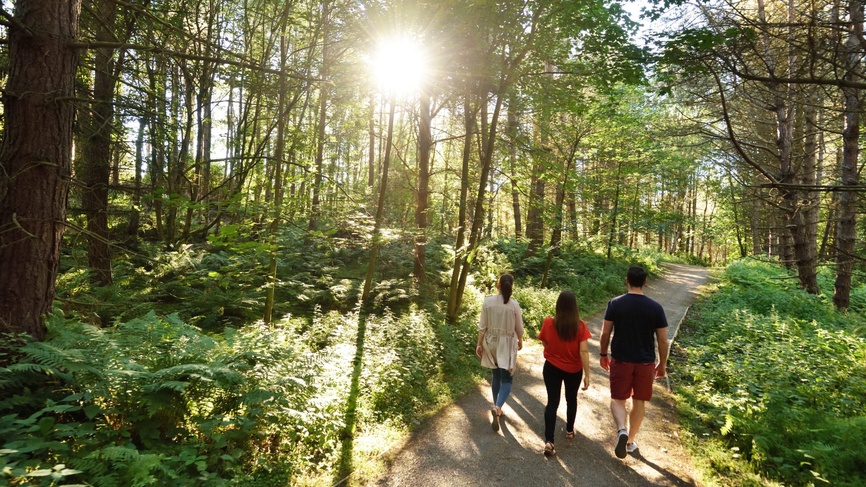 Visitors walking though woodland in summer at Gibside, Tyne & Wear