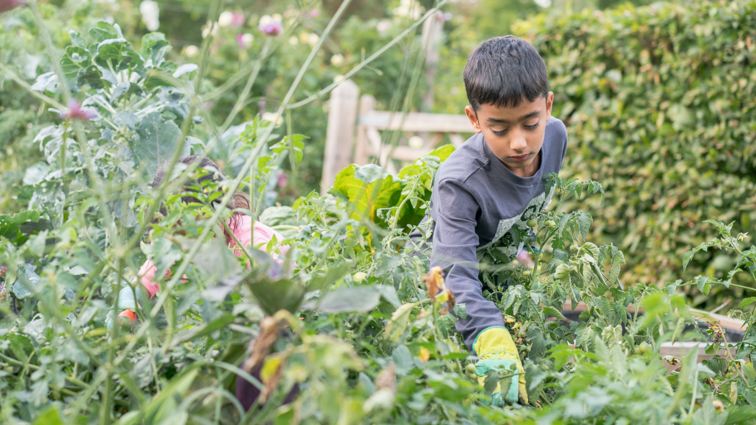 A child enjoys gardening in a veg patch in the kitchen garden at Osterley Park and House, London