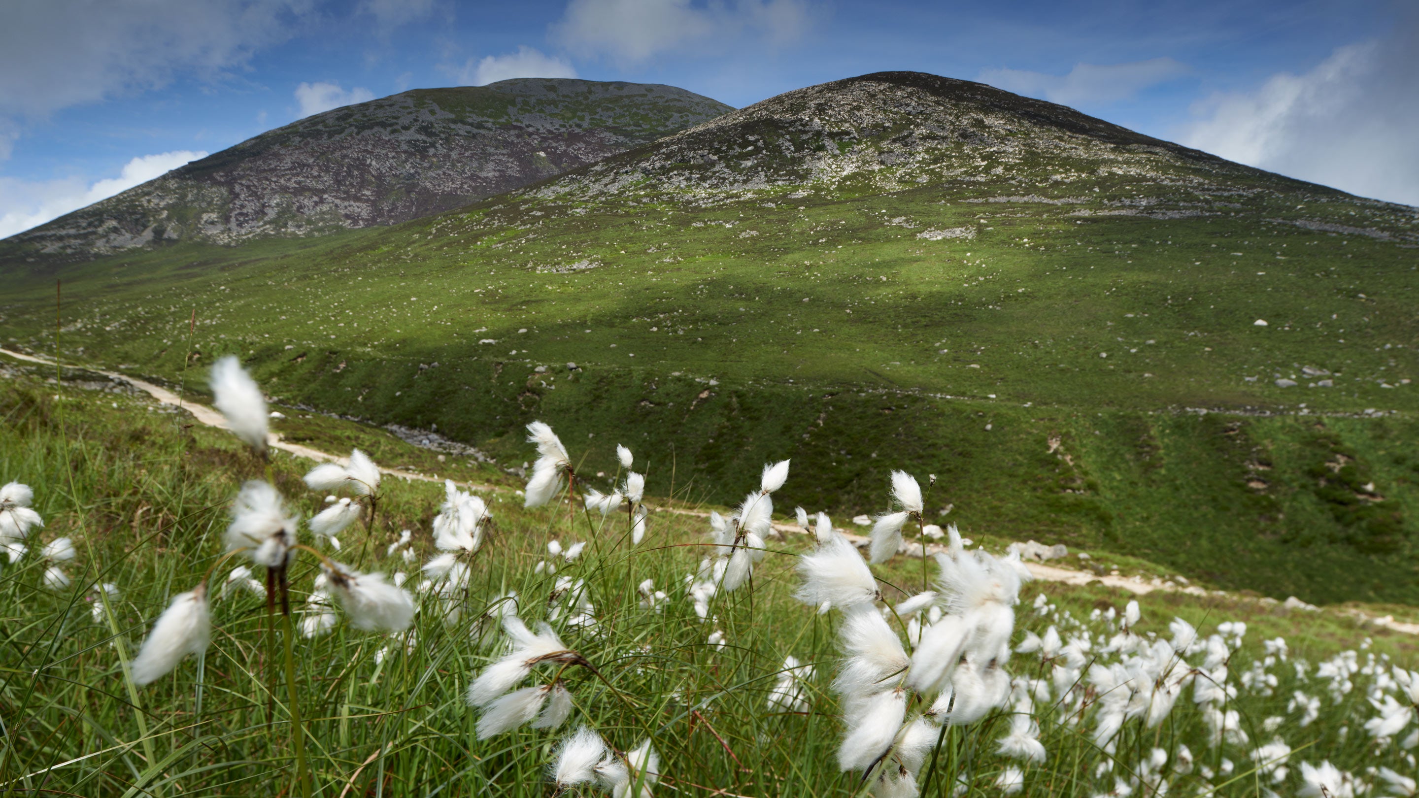 Cottongrass growing along the Brandy Pad, an ancient smugglers' route in the Mourne Mountains, County Down, Northern Ireland