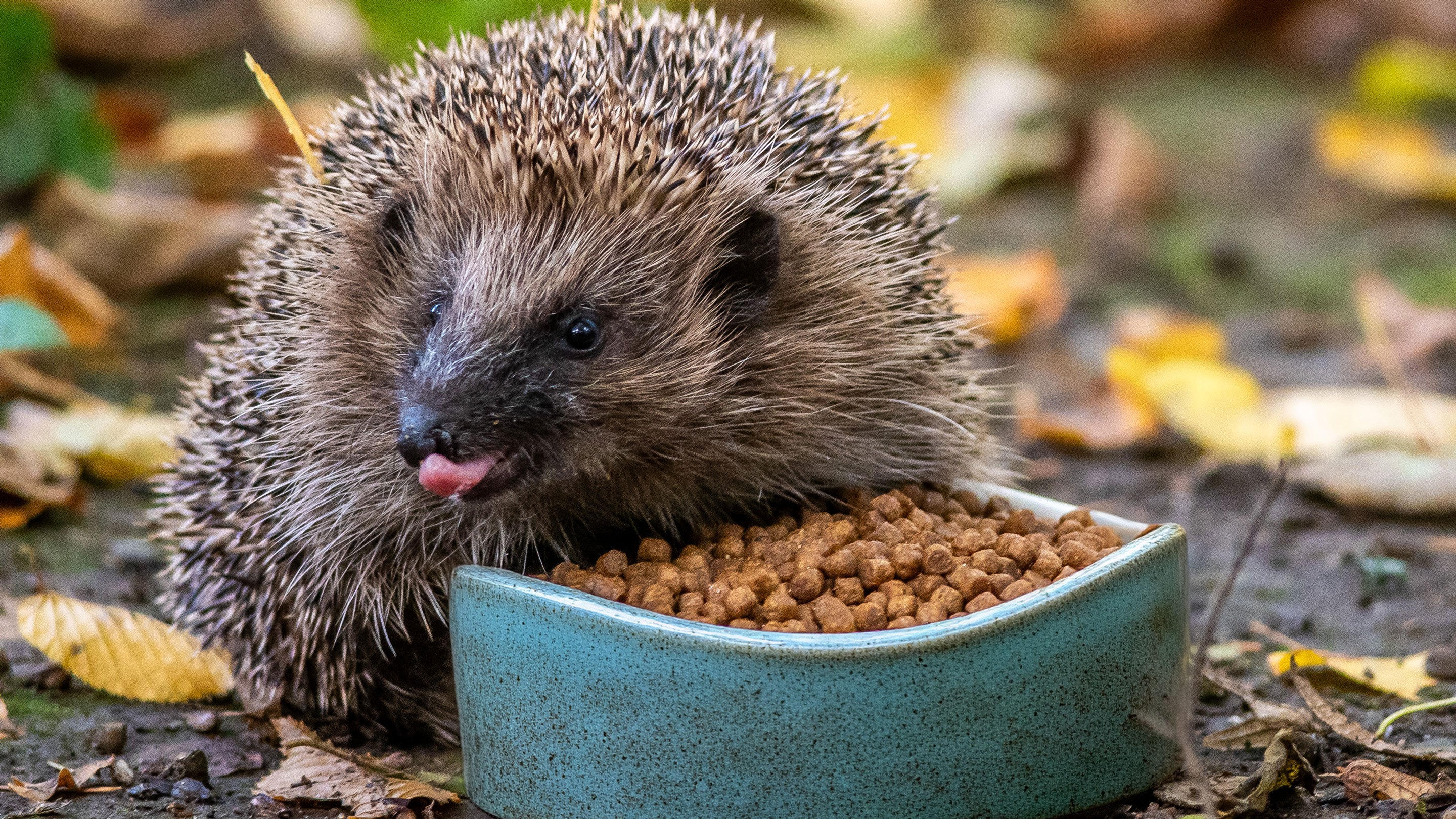 A hedgehog licks its lips as it eats from a bowl full of food.