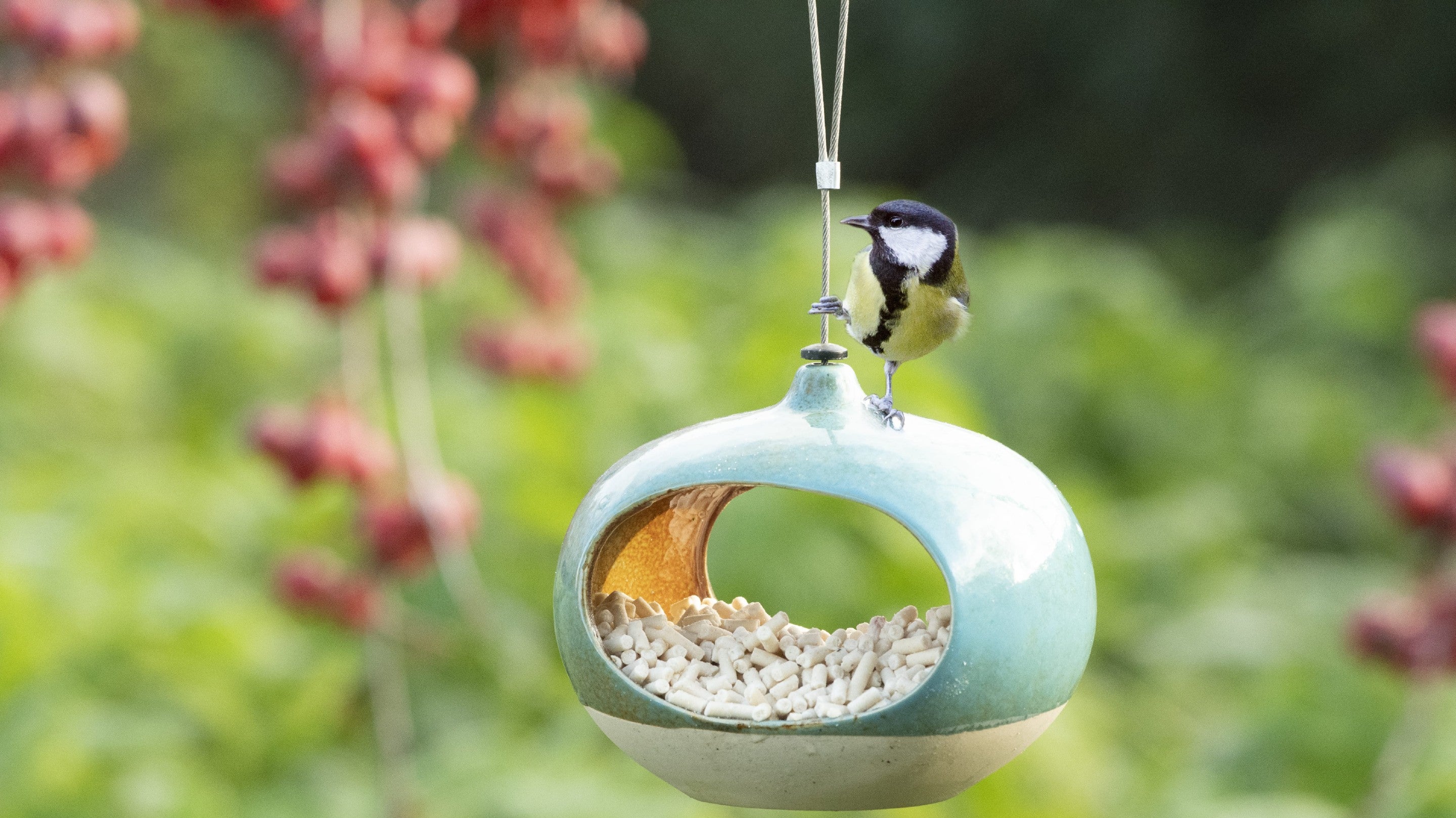 A bird on a bird feeder in a field